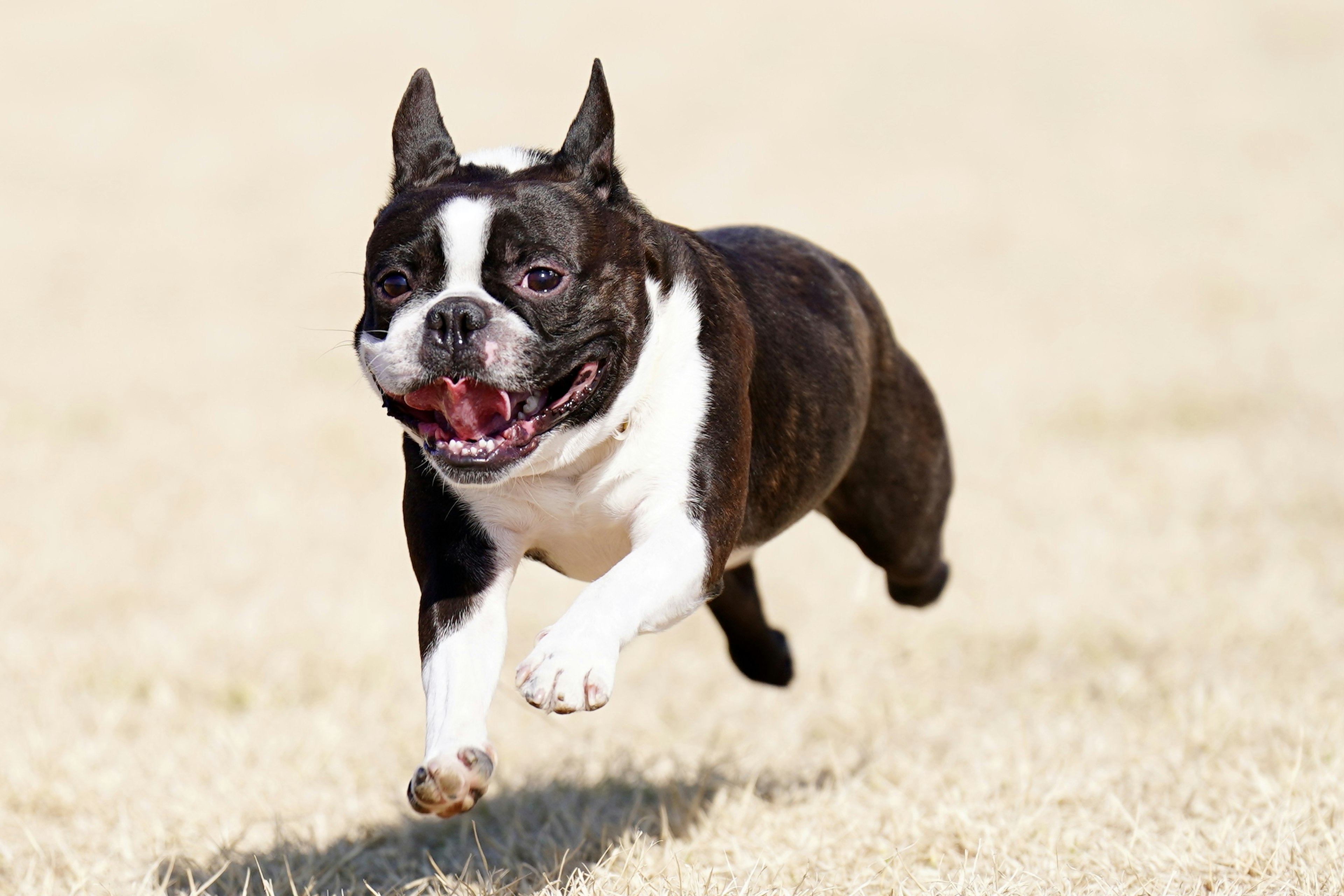 A Boston Terrier dog running joyfully across a bright grassy field