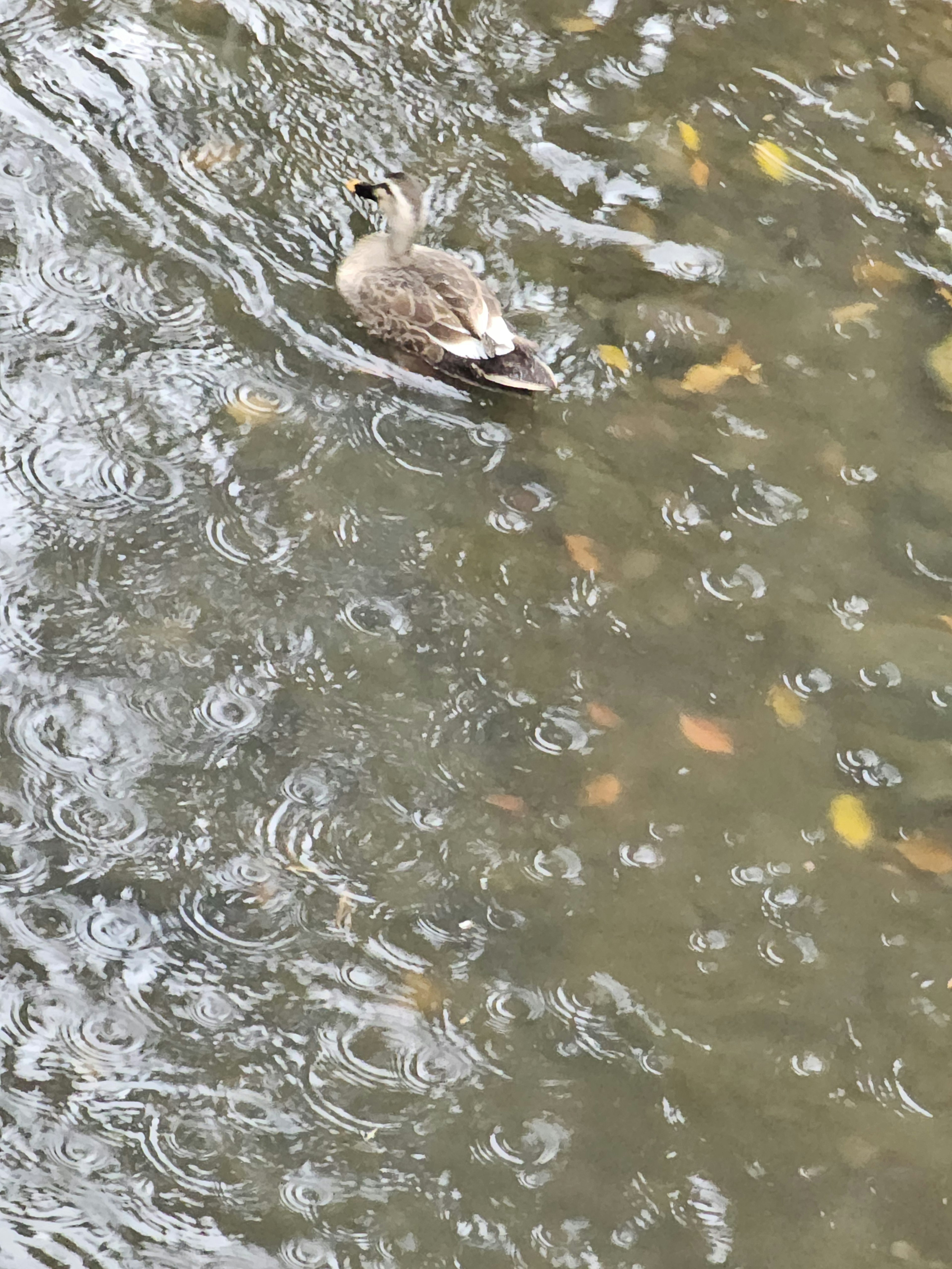 Ente schwimmt auf der Wasseroberfläche mit Regentropfen