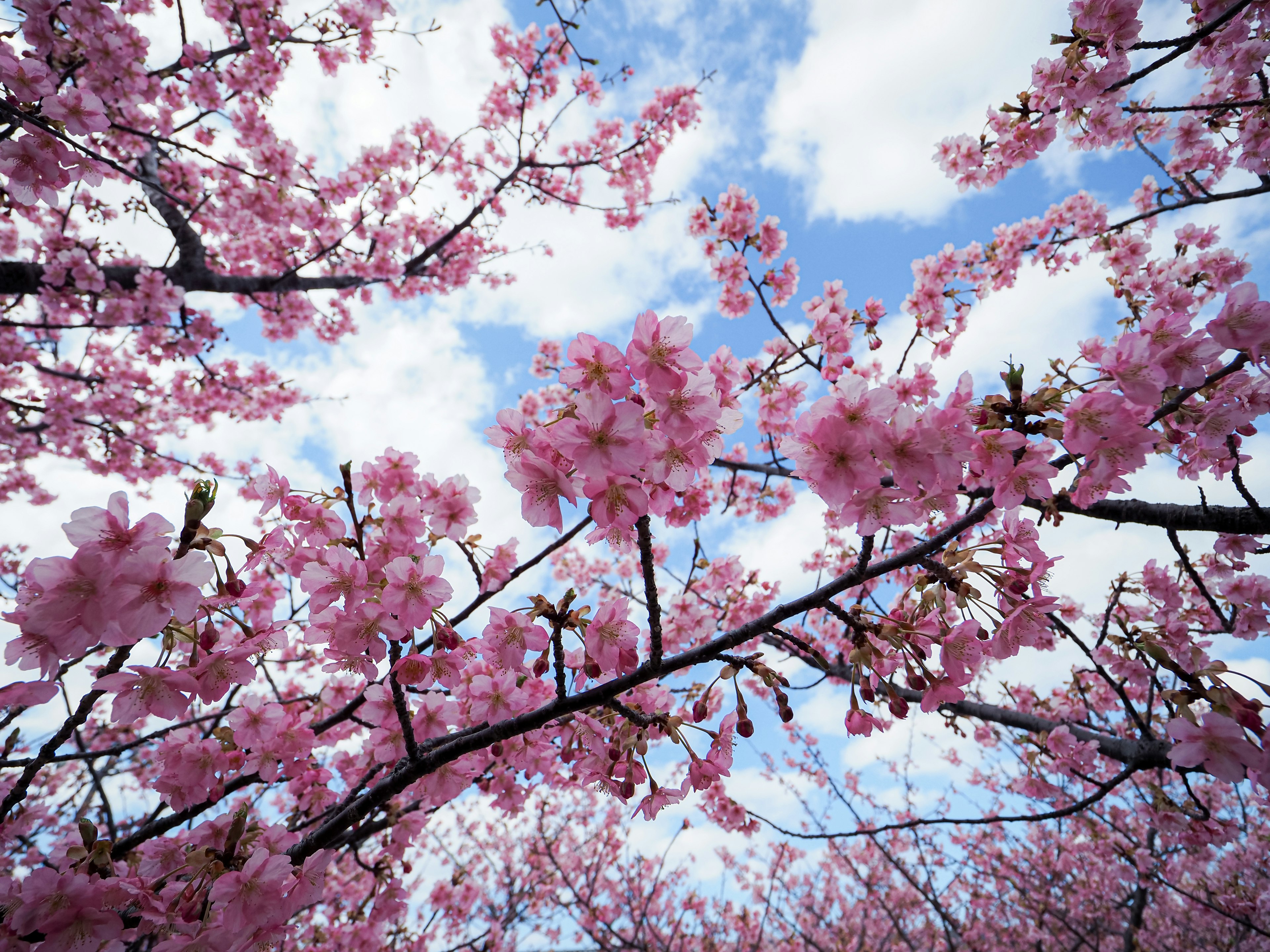 Flores de cerezo y ramas contra un cielo azul