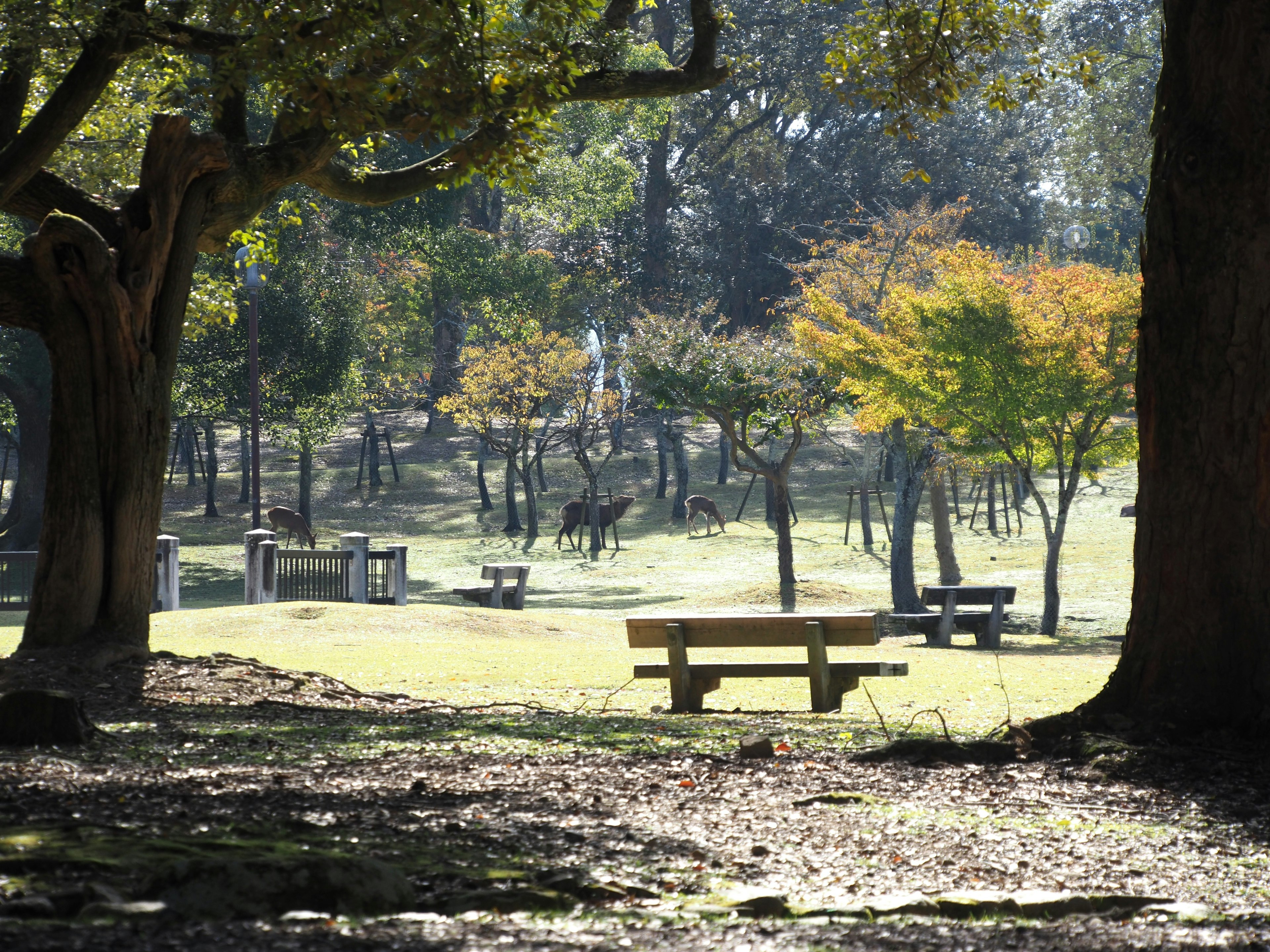 寧靜的公園風景 各種樹木和色彩斑斕的葉子 配有長椅和寬闊的綠地