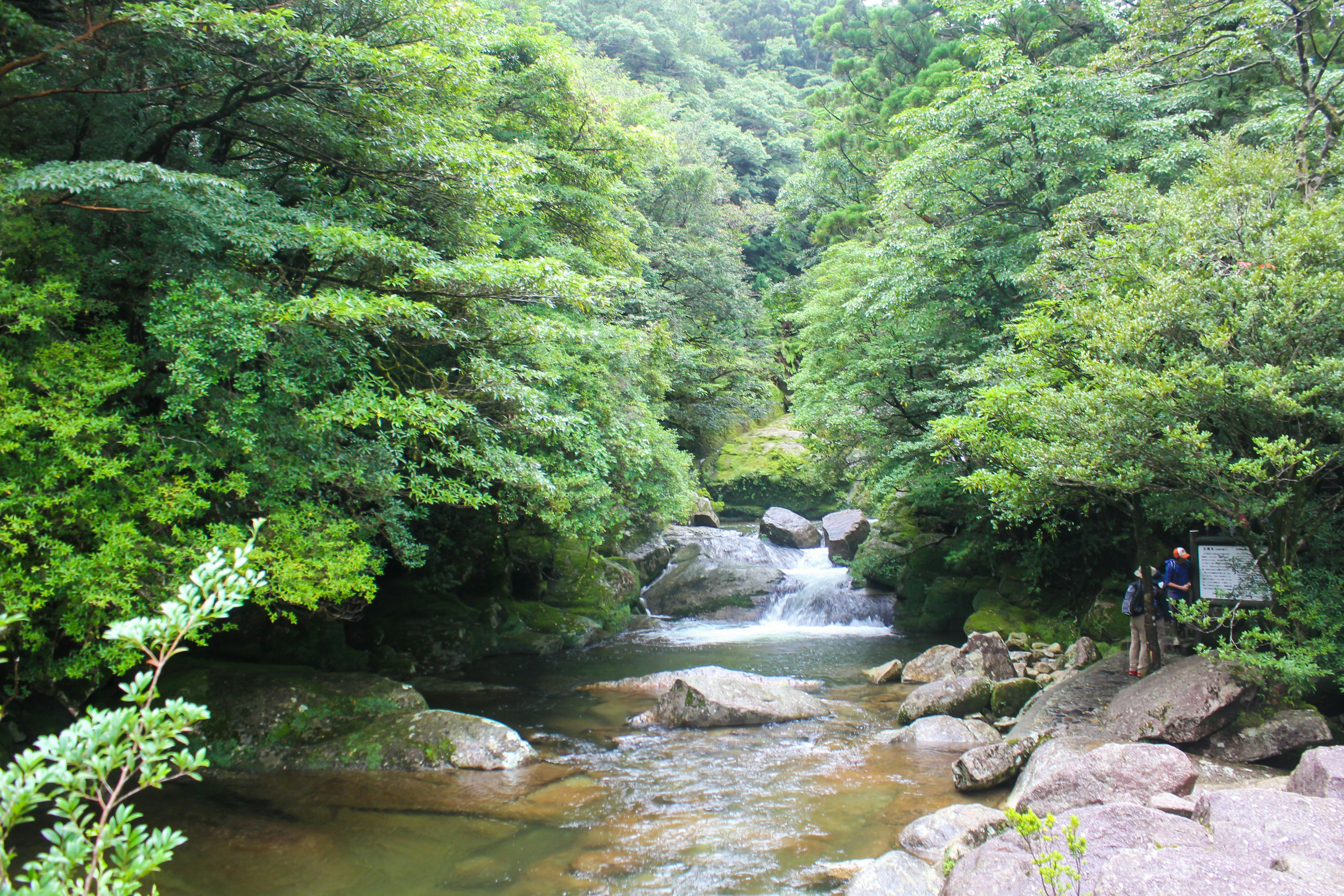 緑豊かな森に囲まれた清流の景色岩や木々が点在する静かな場所