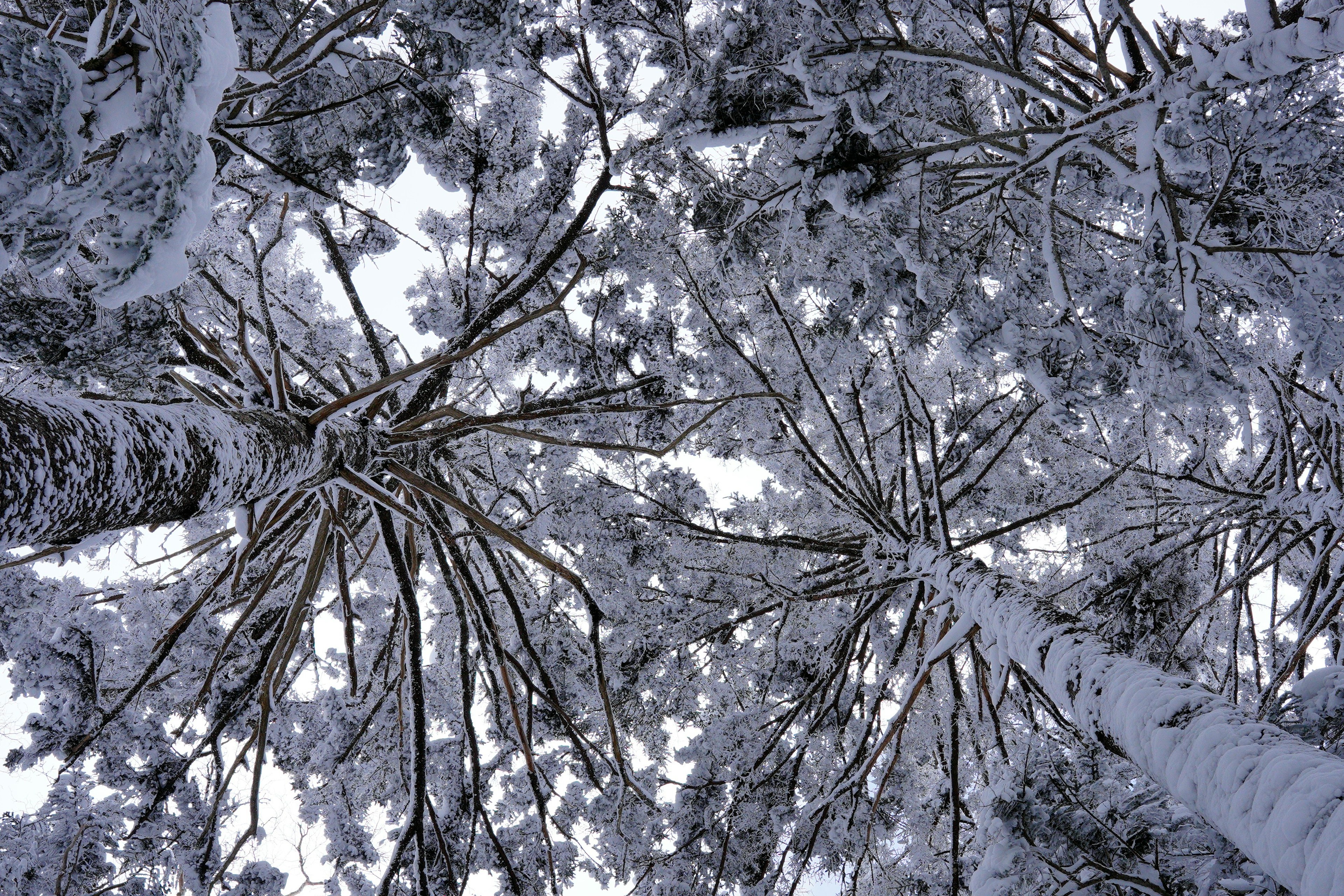 View looking up at snow-covered trees