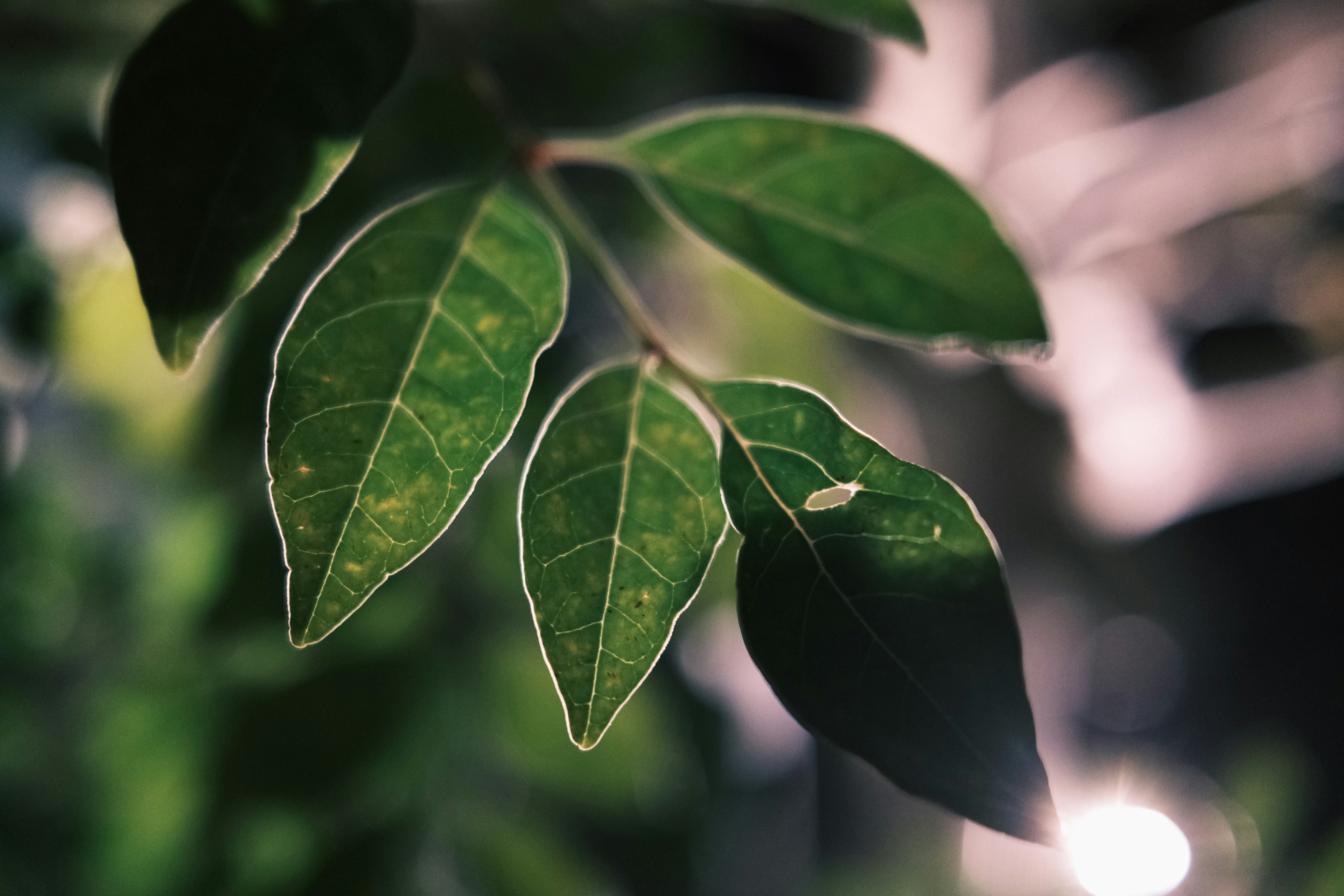 Foto close-up daun hijau yang diterangi cahaya