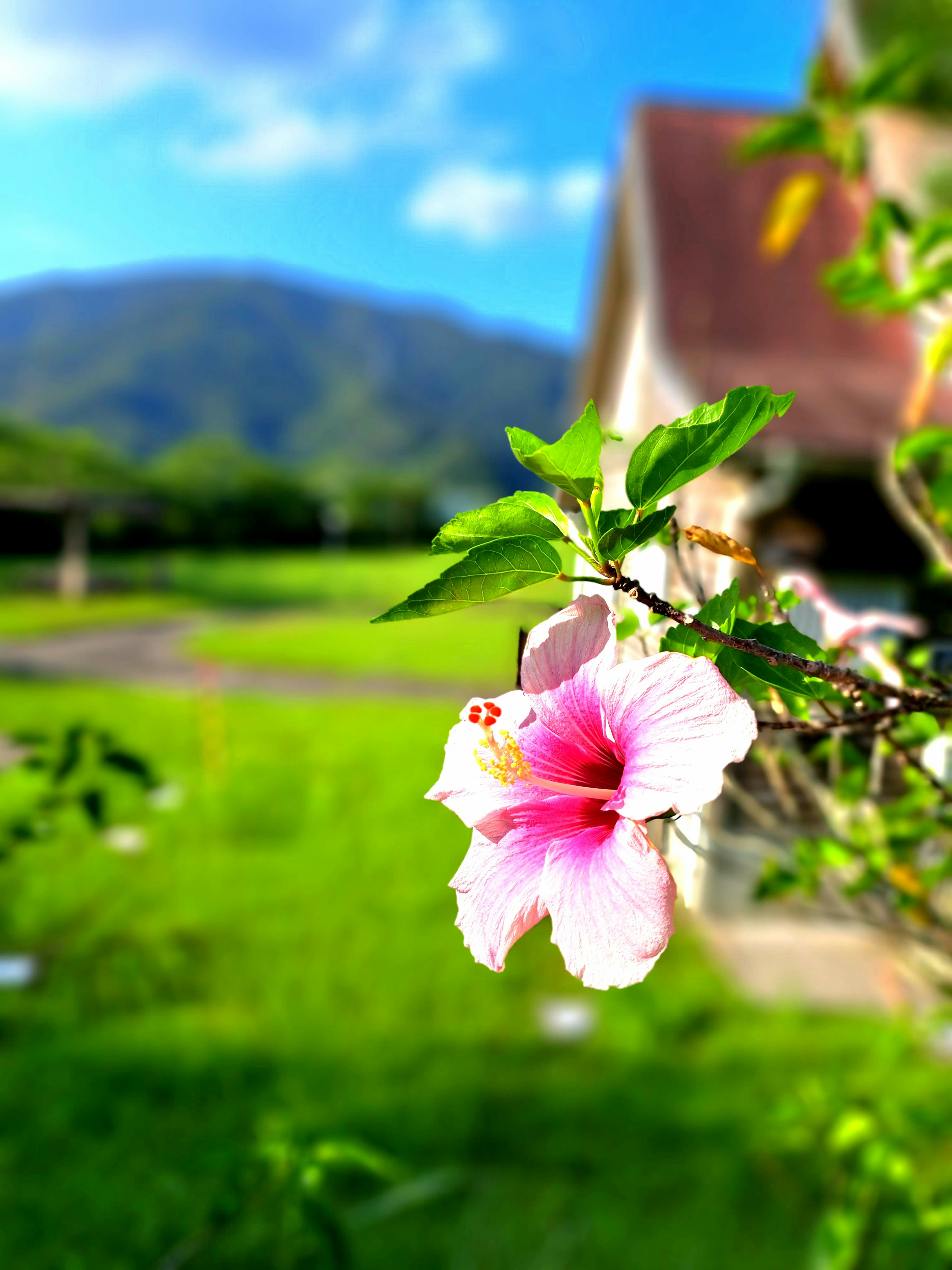 Une belle fleur d'hibiscus rose fleurissant contre un fond vert et un ciel bleu