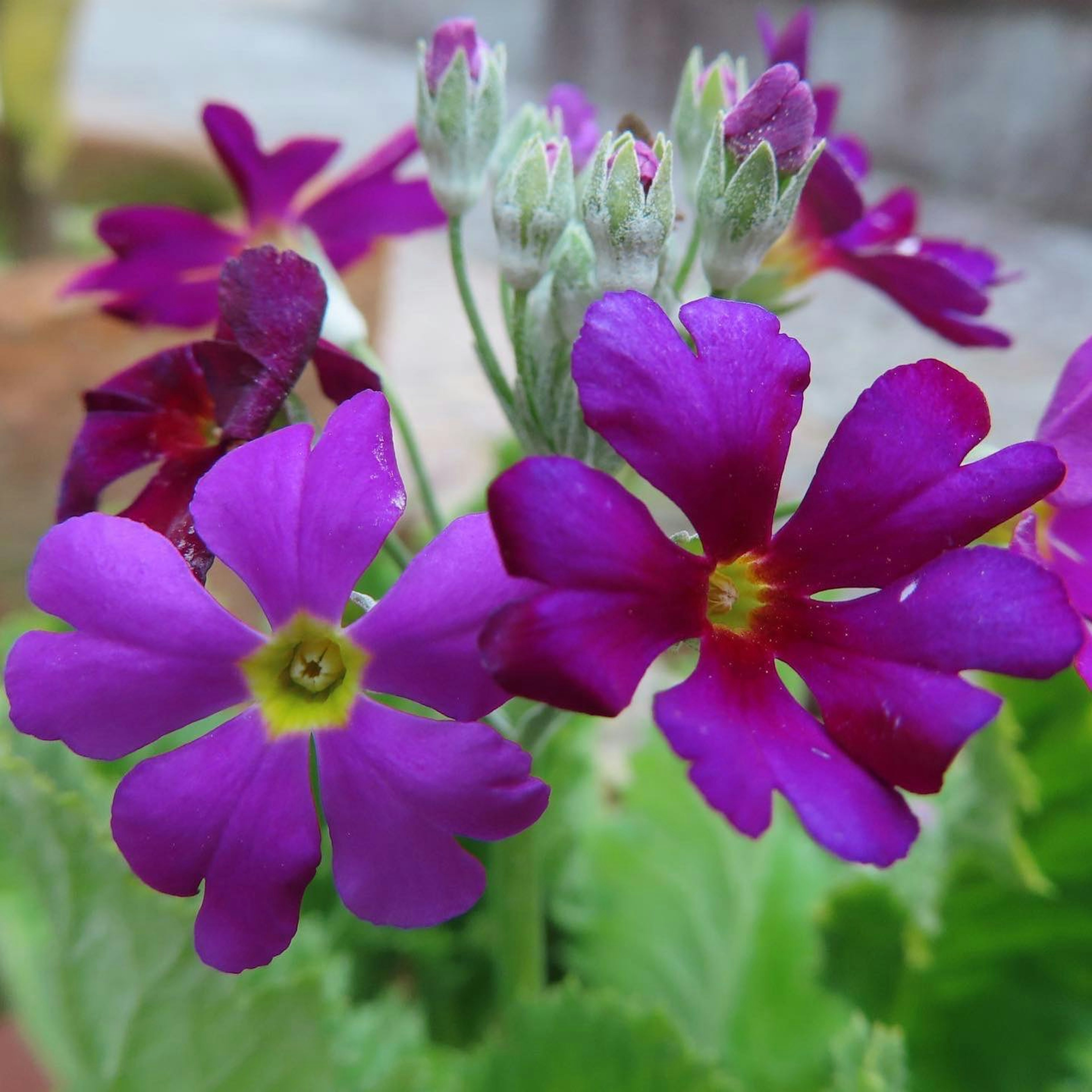 Nahaufnahme von lebhaften lila Blumen, die an einer Pflanze blühen