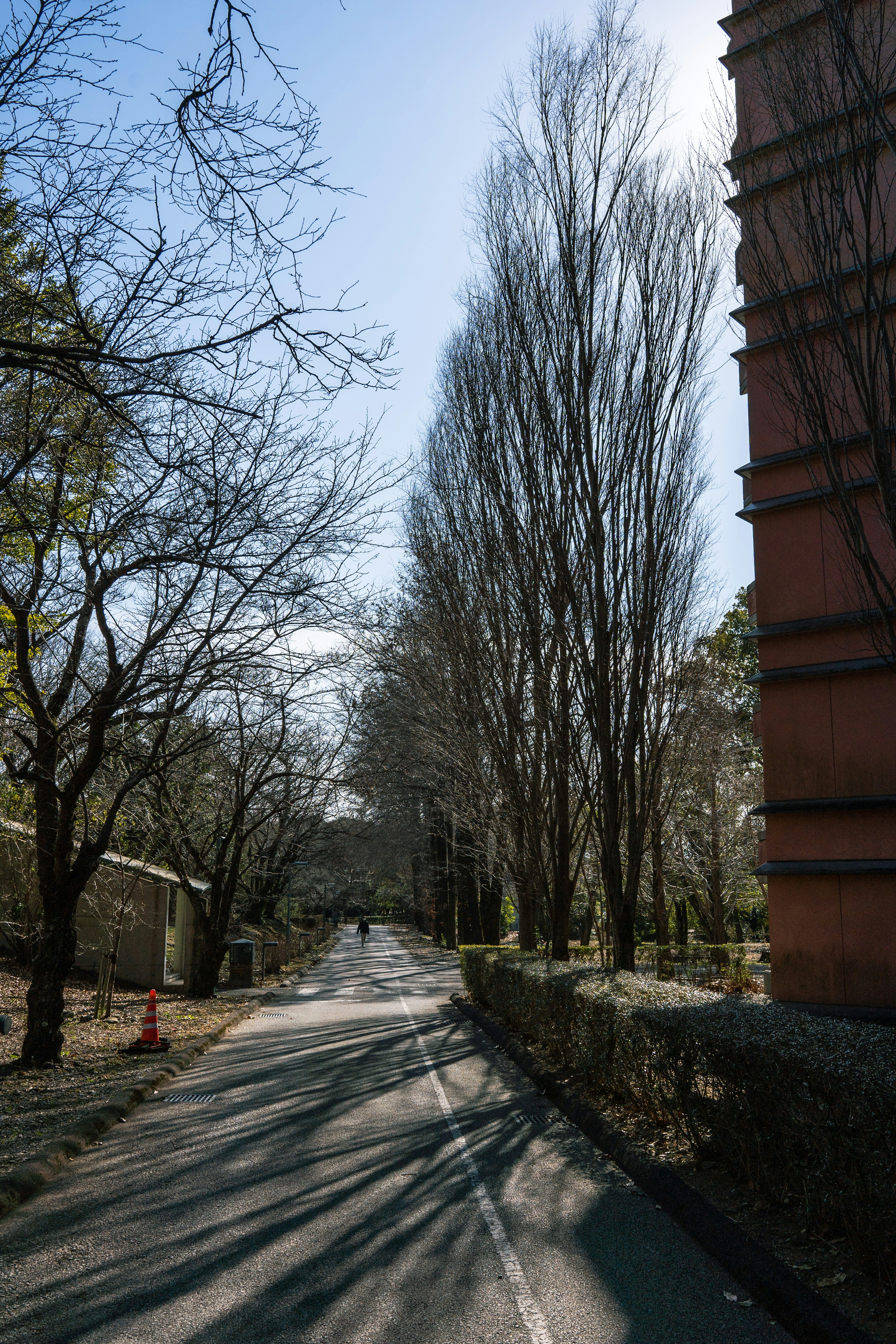 細長い木々が並ぶ道と赤い建物の風景