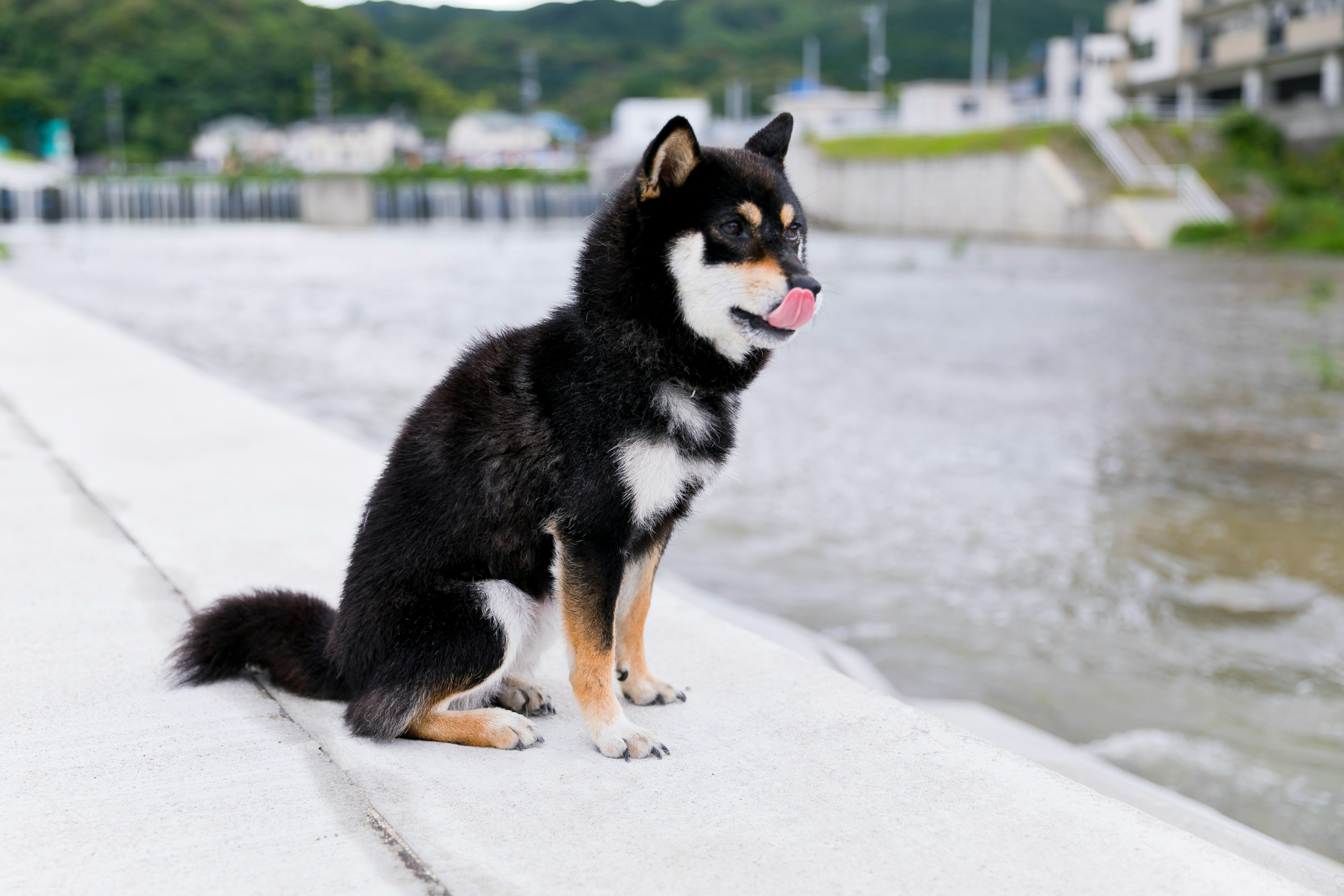 川のそばに座っている黒い柴犬の写真