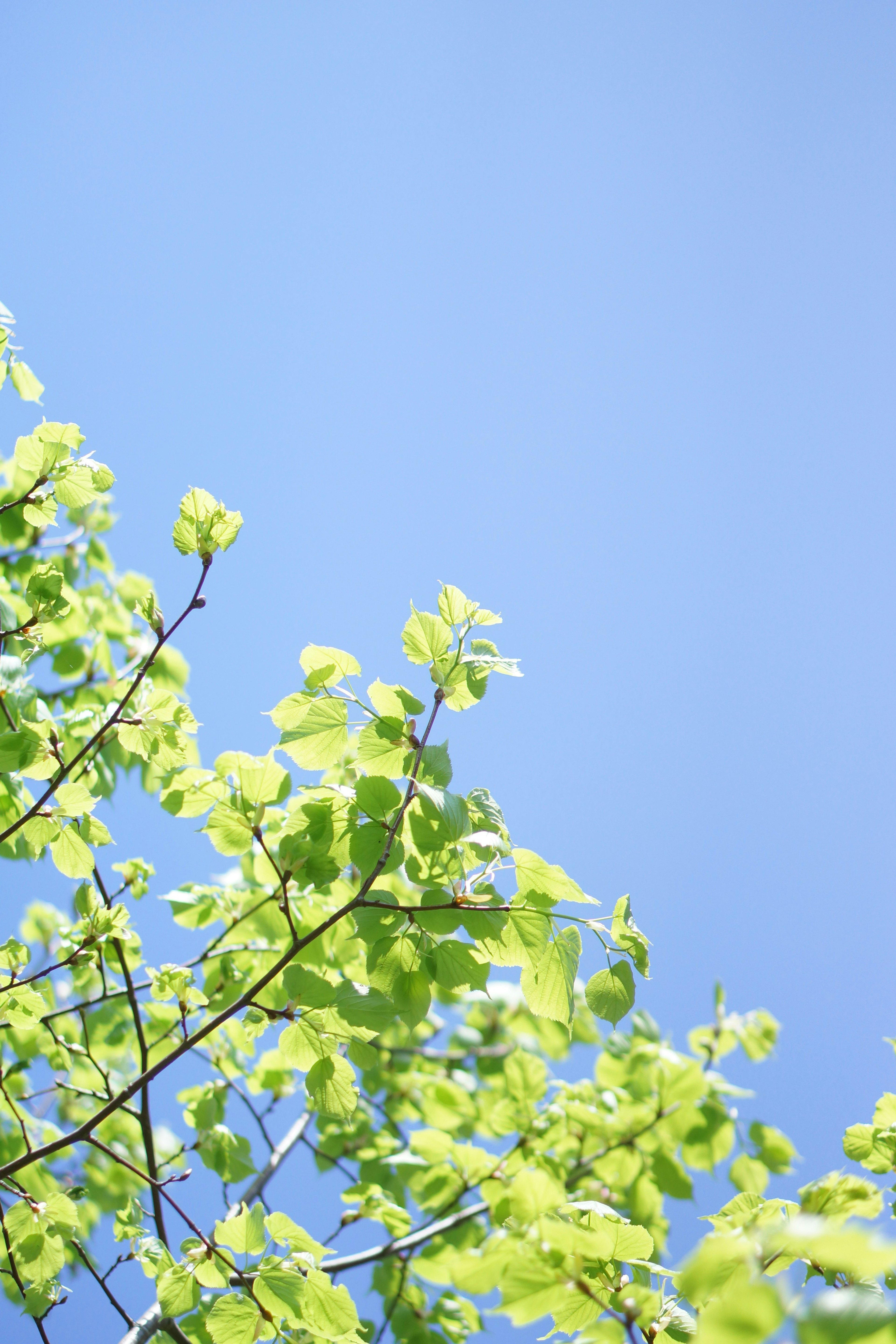 Acercamiento de hojas verdes contra un cielo azul