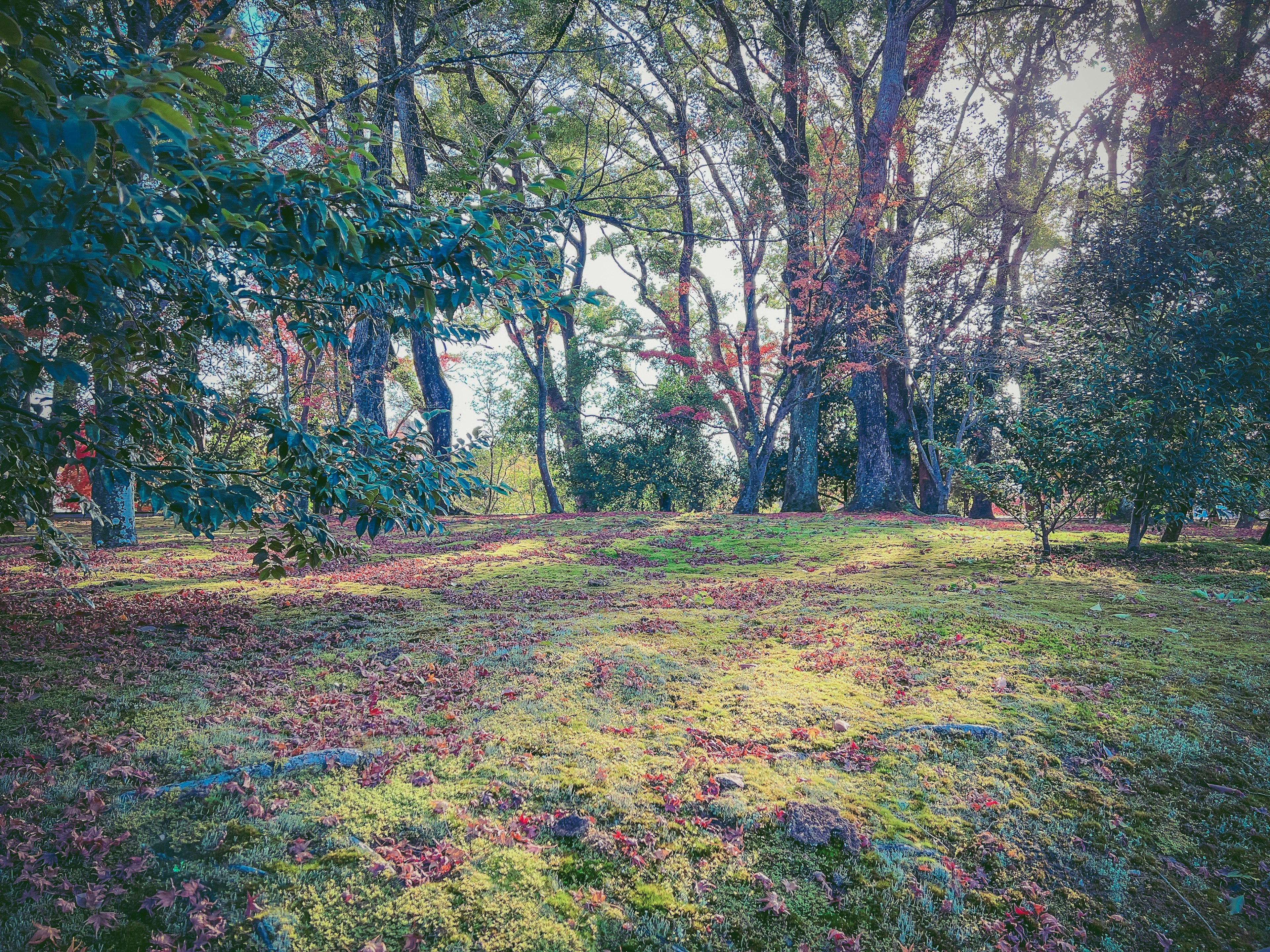 Lush park landscape with expansive grass and large trees