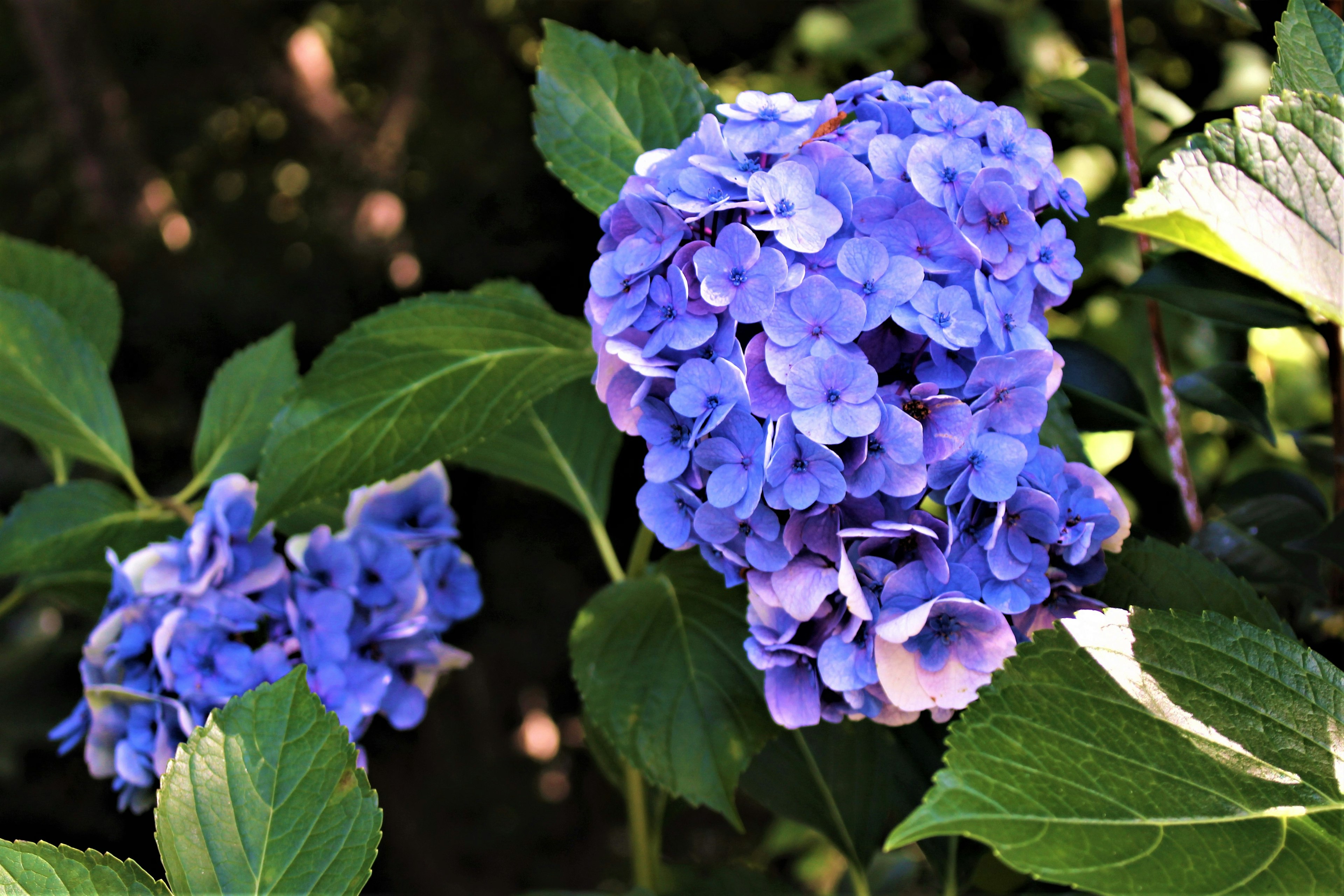 Blue hydrangea flowers blooming among green leaves