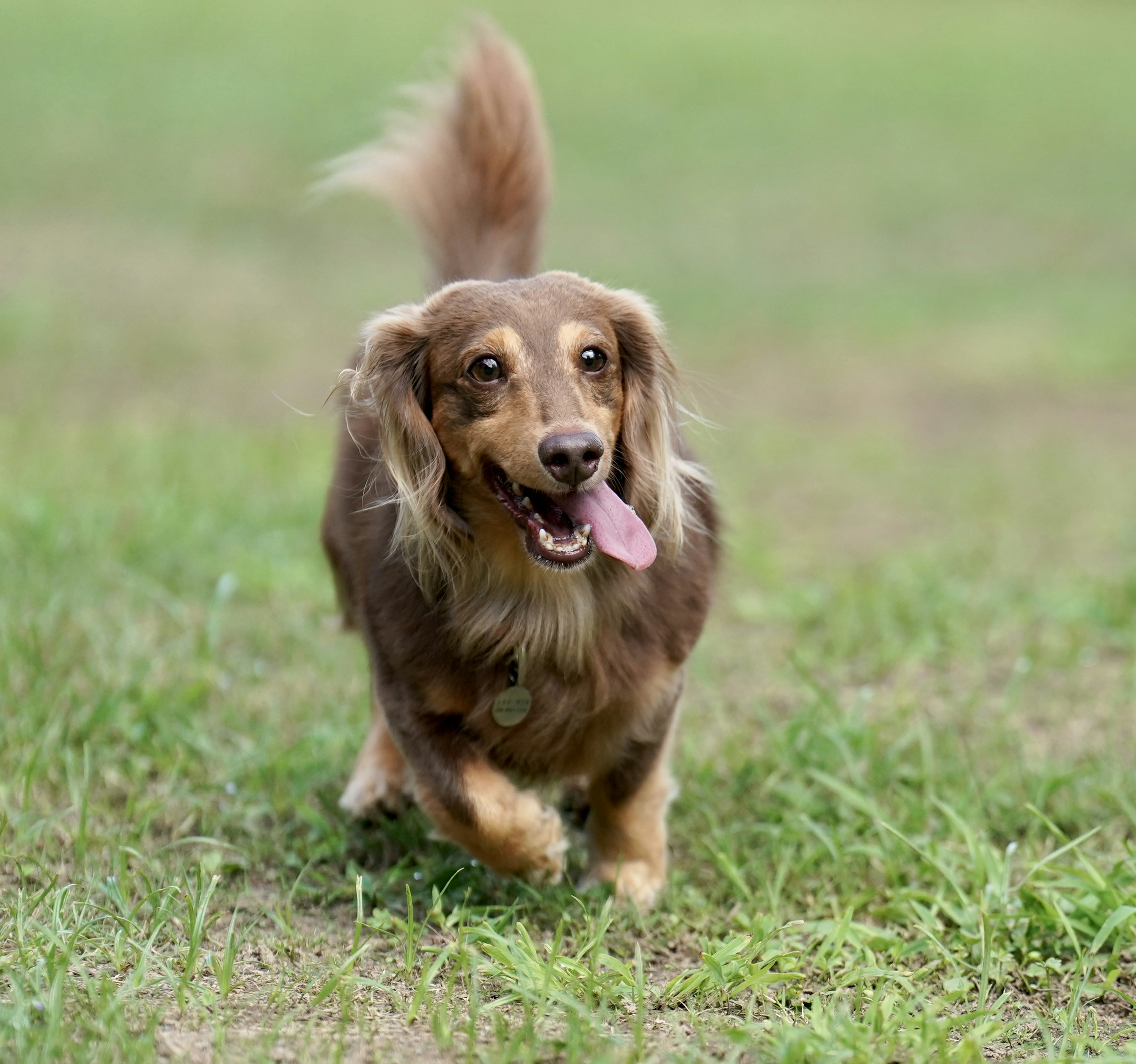 Chó dachshund vui vẻ chạy trên cỏ