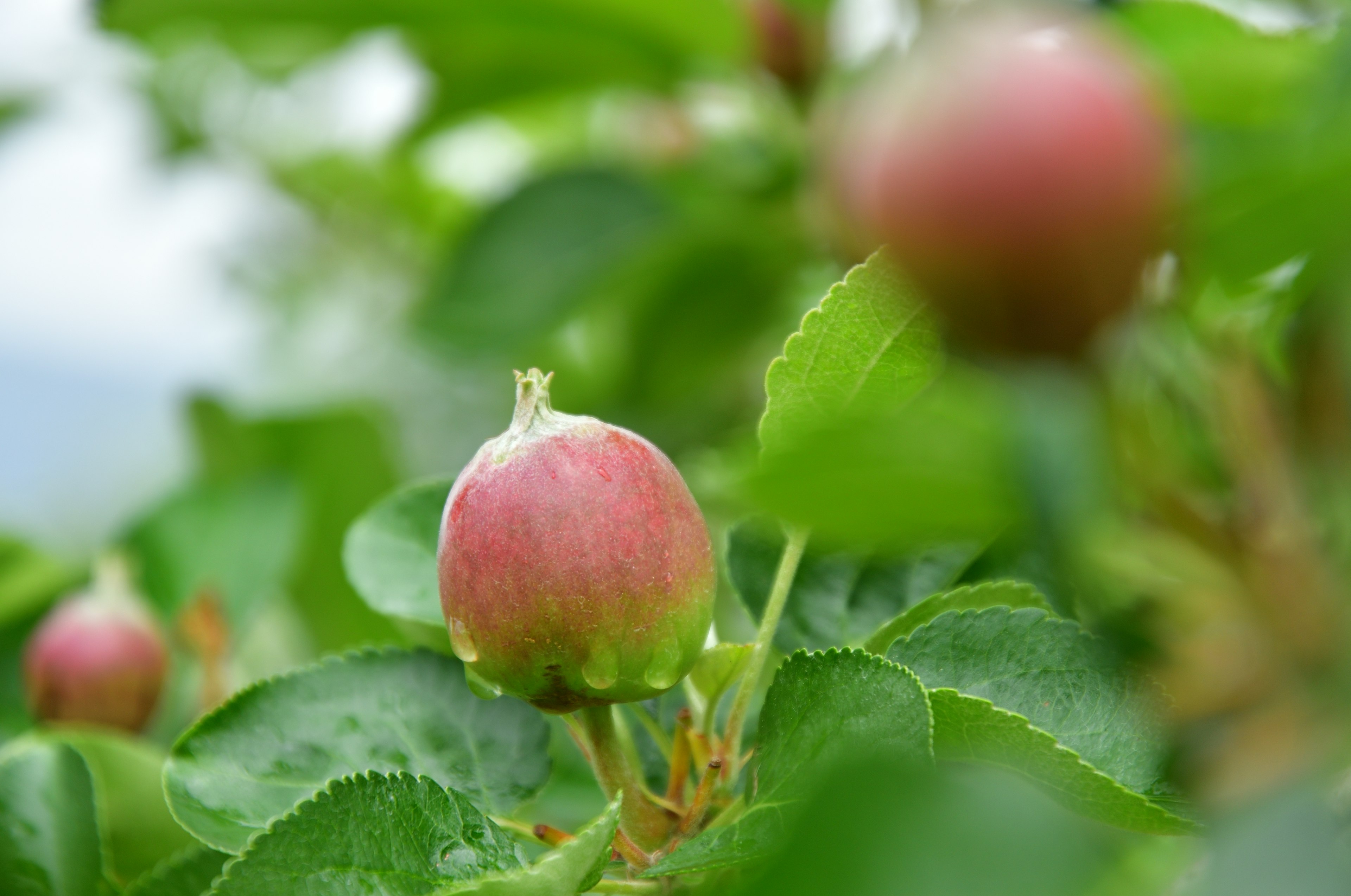 Jeune fruit de pomme poussant sur un arbre entouré de feuilles vertes