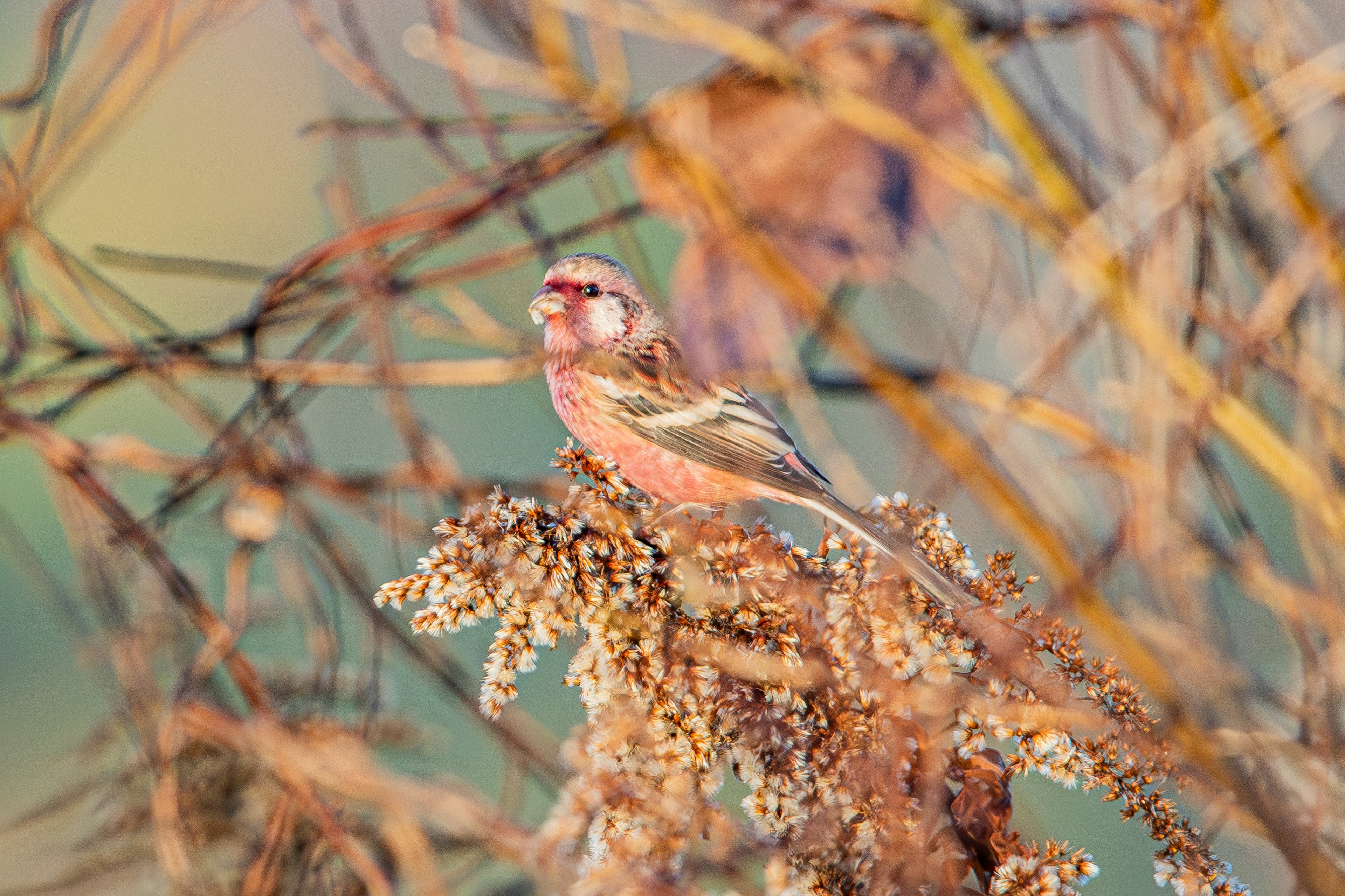 Ein bunter Vogel sitzt auf trockenen Pflanzen