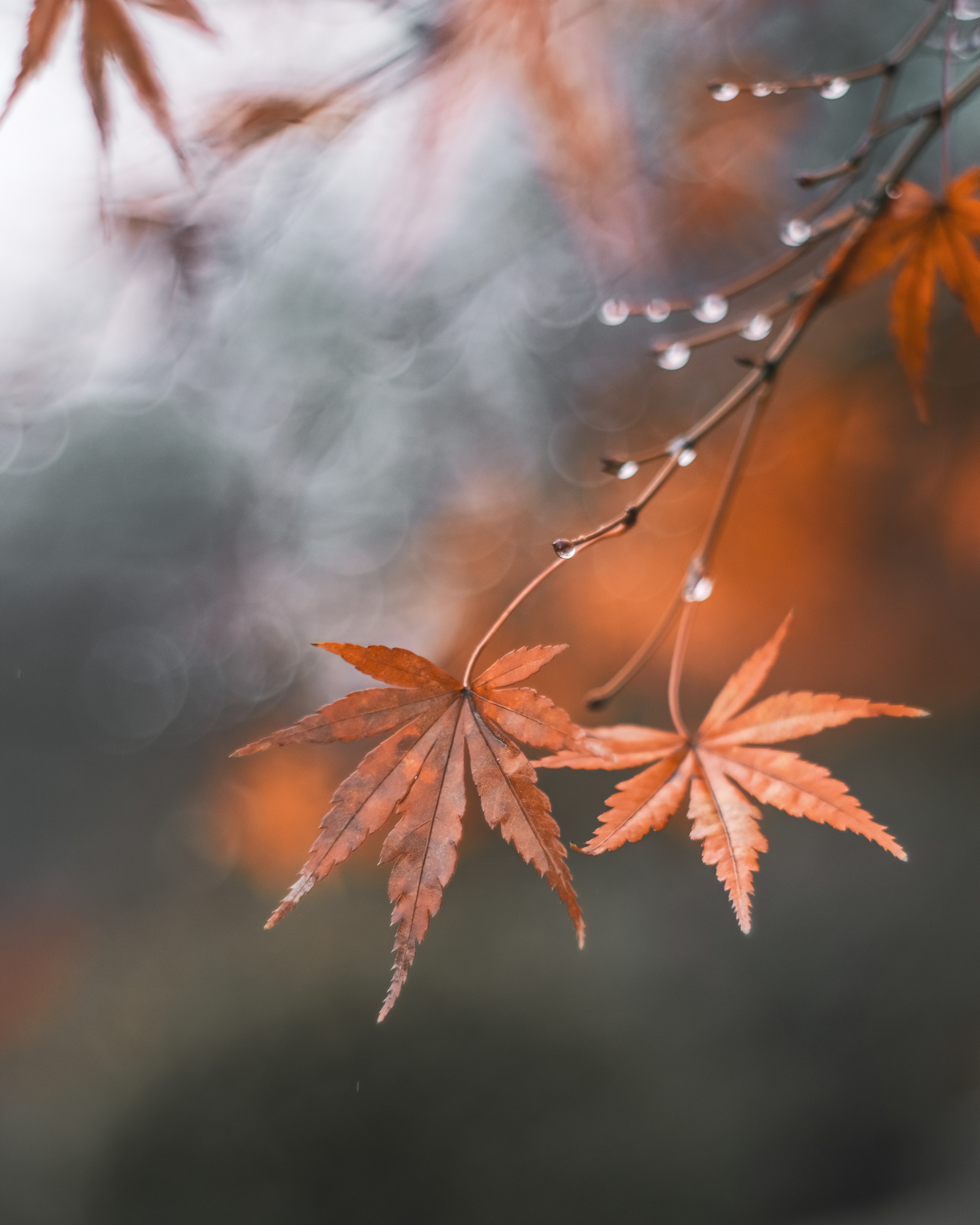 Feuilles d'érable d'automne avec des gouttes