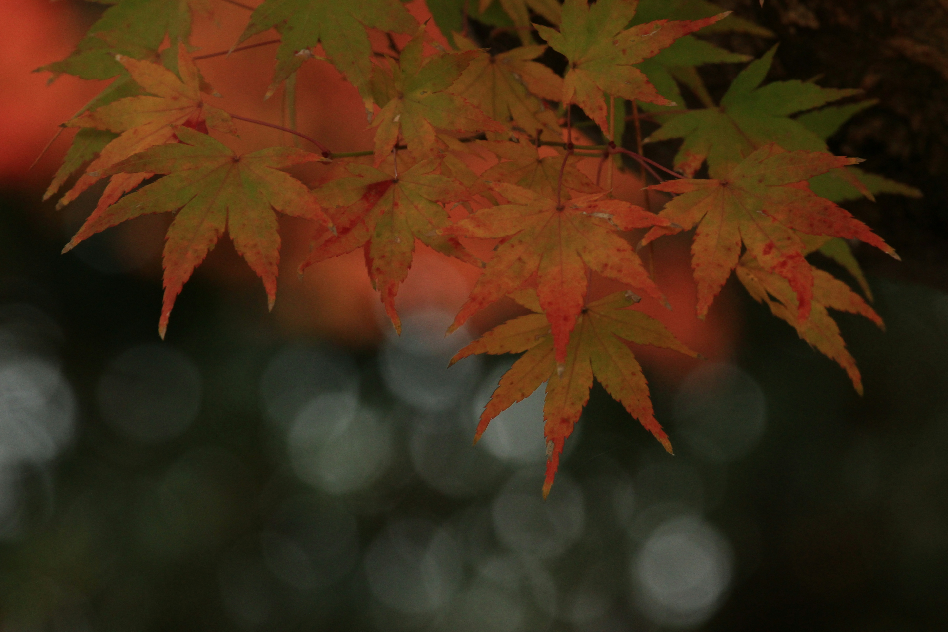 紅葉したカエデの葉がぼんやりした背景に映える