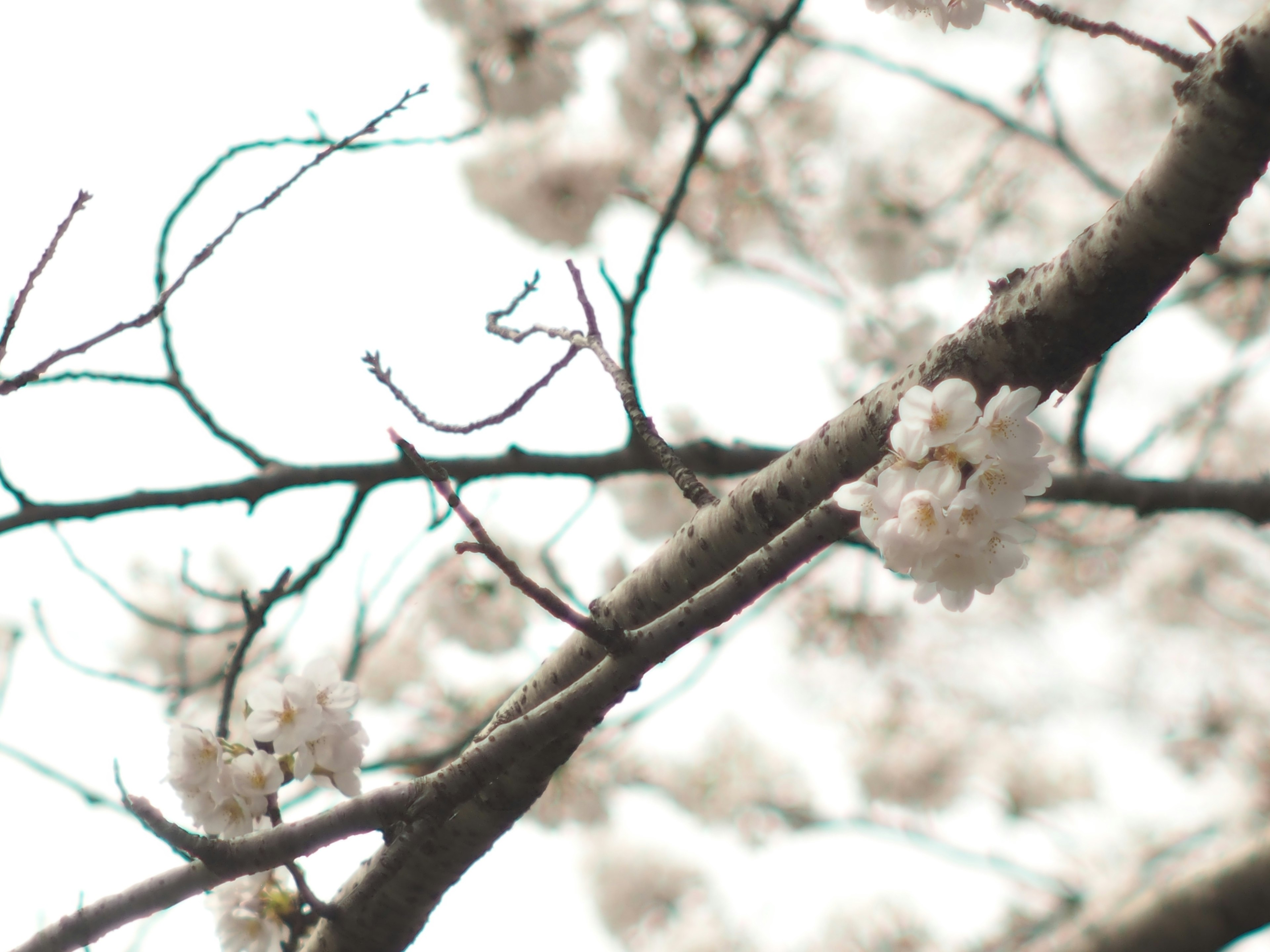 Branch with white blossoms in a serene spring setting