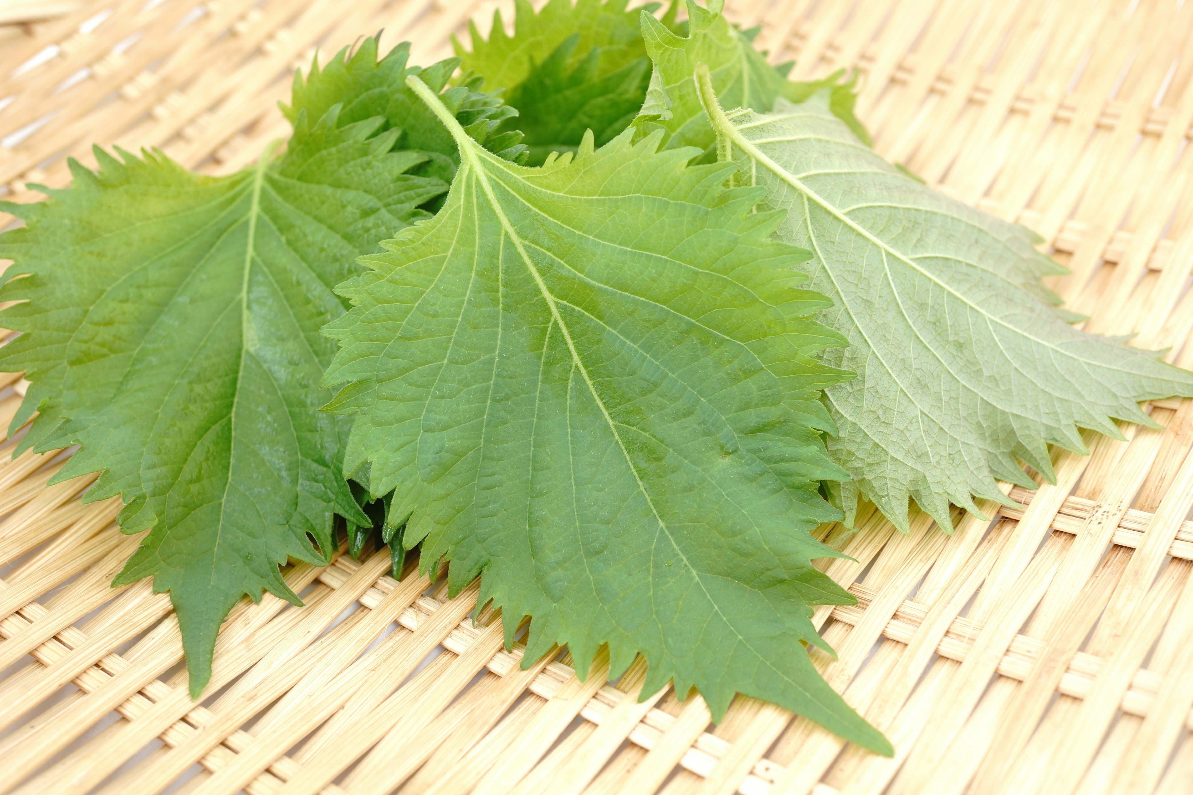 Feuilles de shiso vertes disposées sur une surface tissée