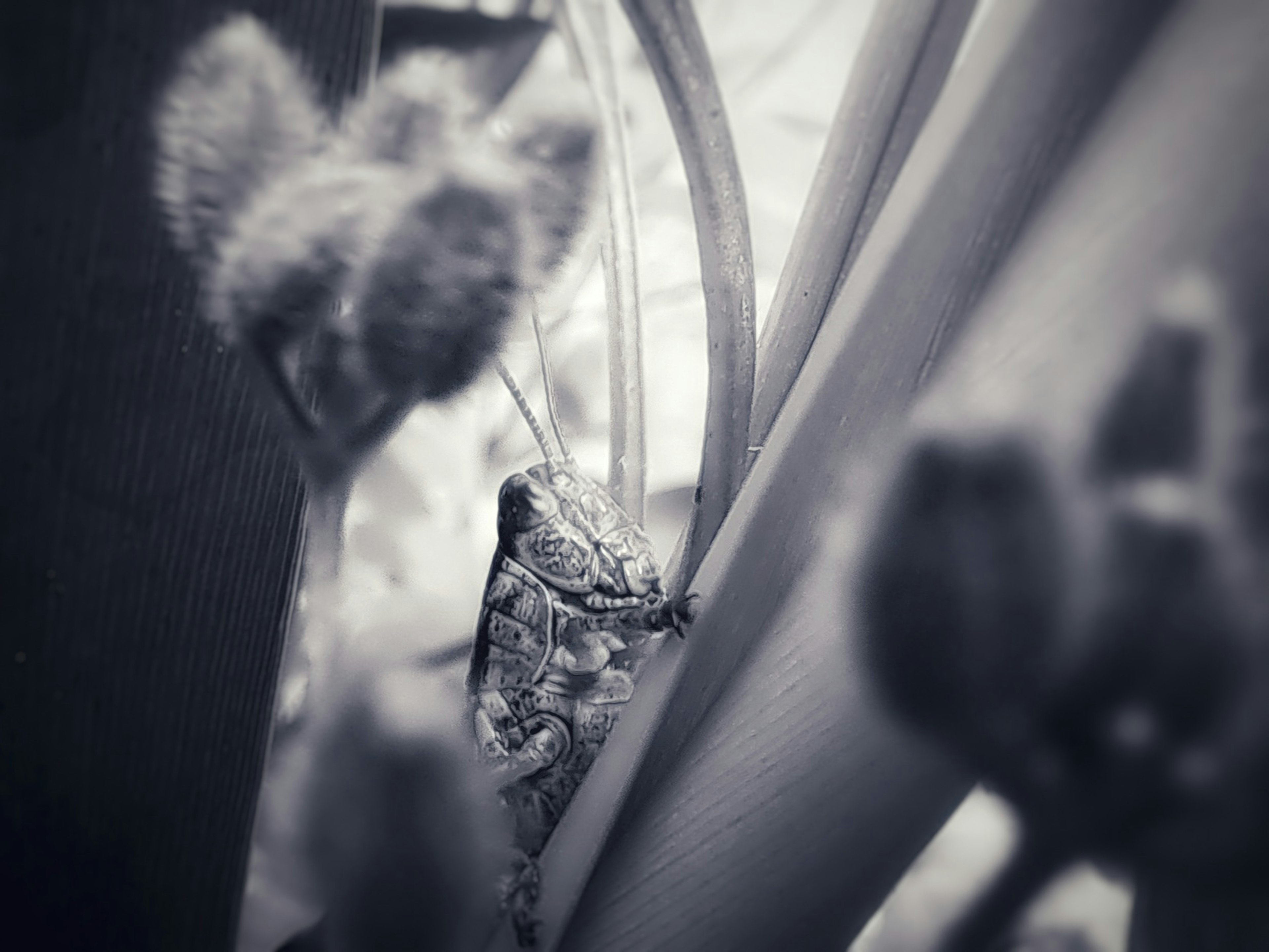 Una rana camuflada entre brotes de plantas en un entorno en blanco y negro