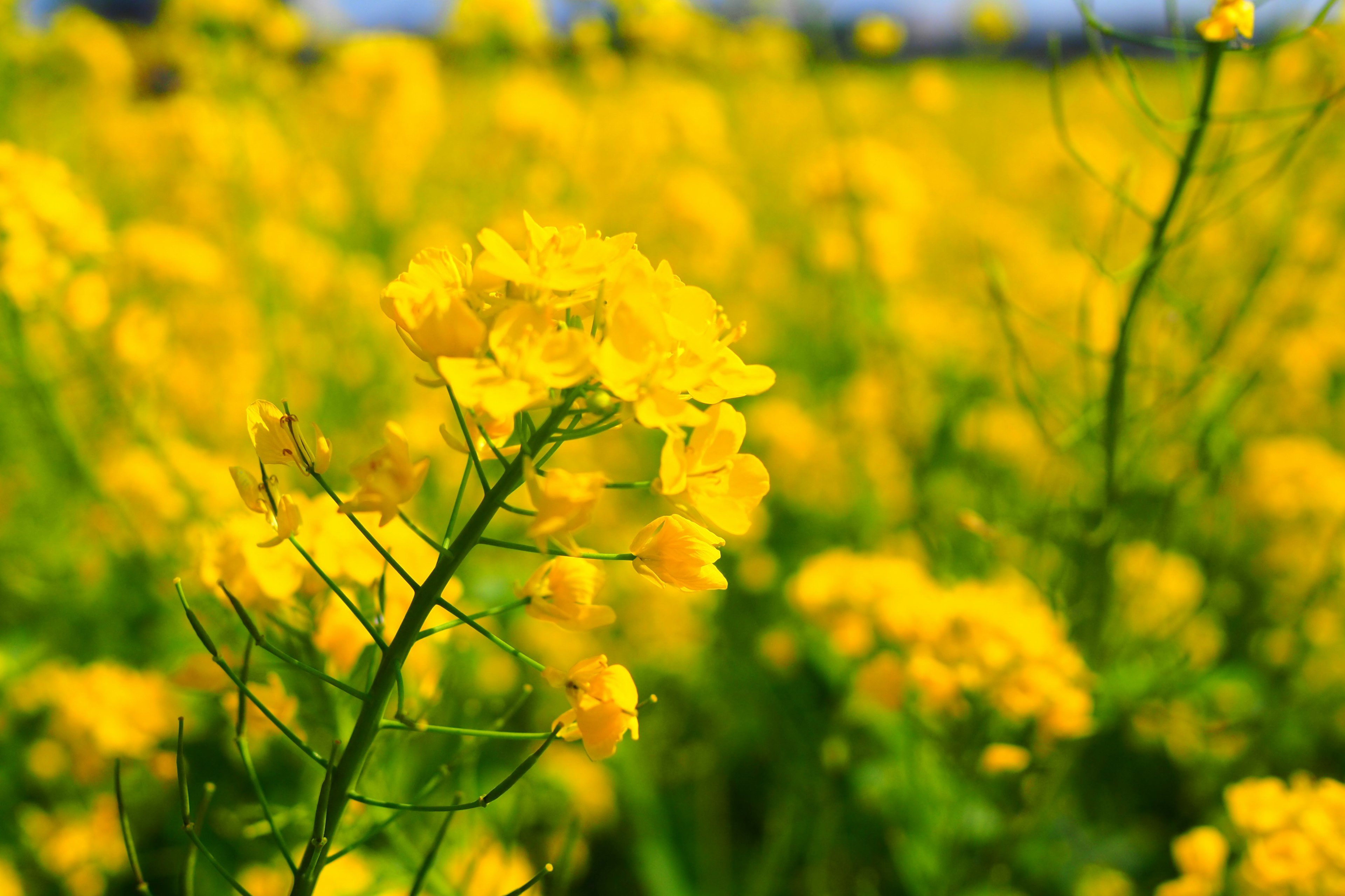 Nahaufnahme von leuchtend gelben Rapsblüten in einem Feld