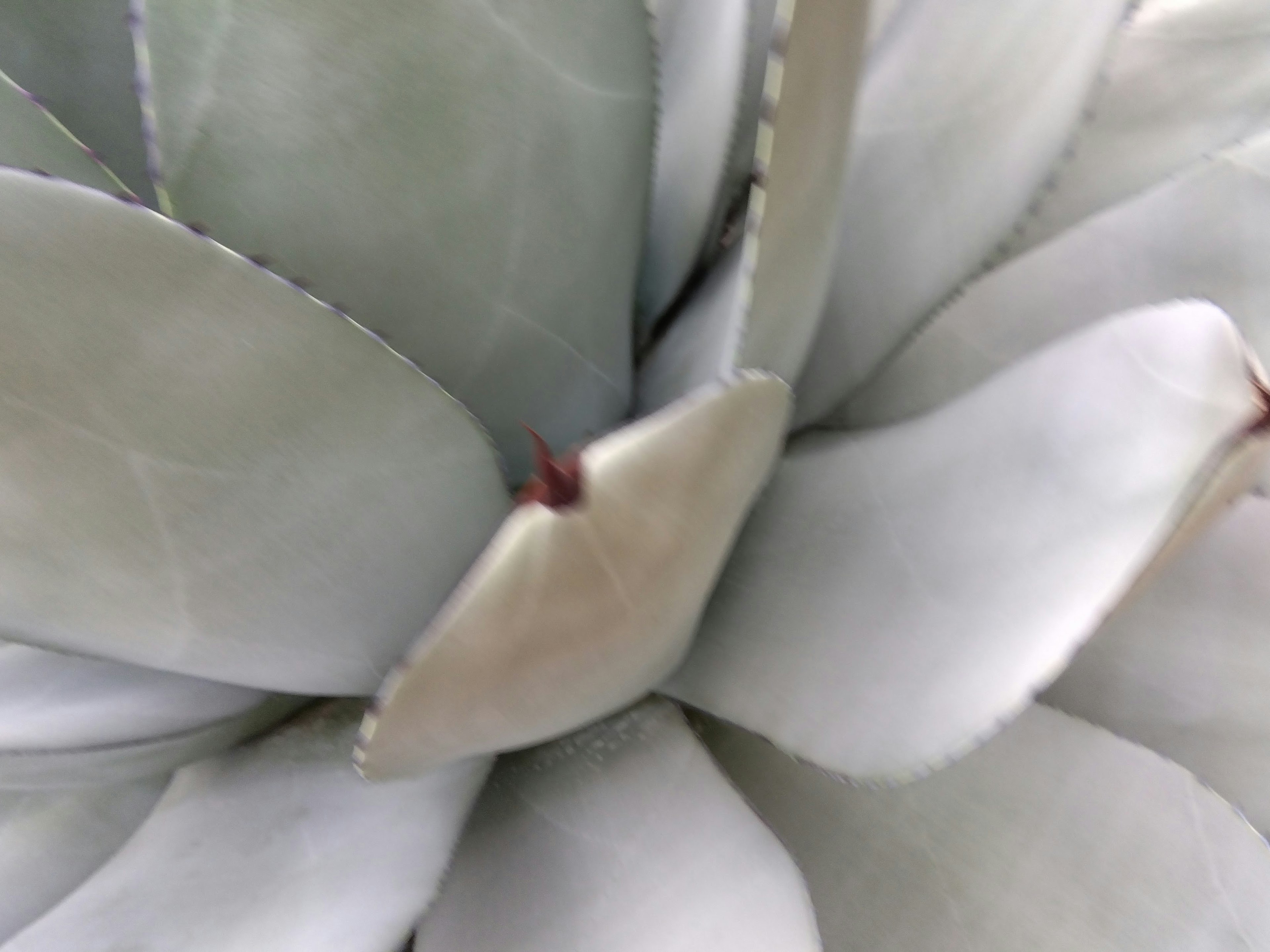 Foto ravvicinata di una pianta succulenta con foglie grigie e punte rosse distintive