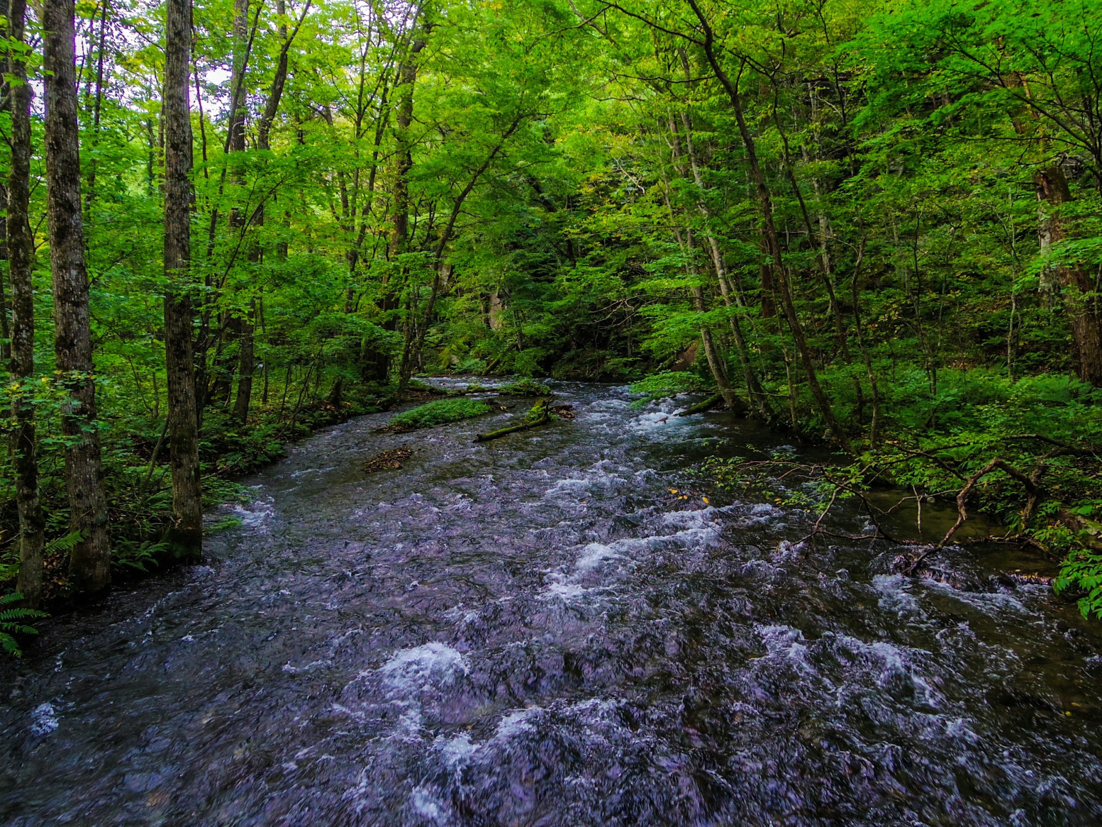 Ein klarer Bach, der durch einen üppigen grünen Wald fließt