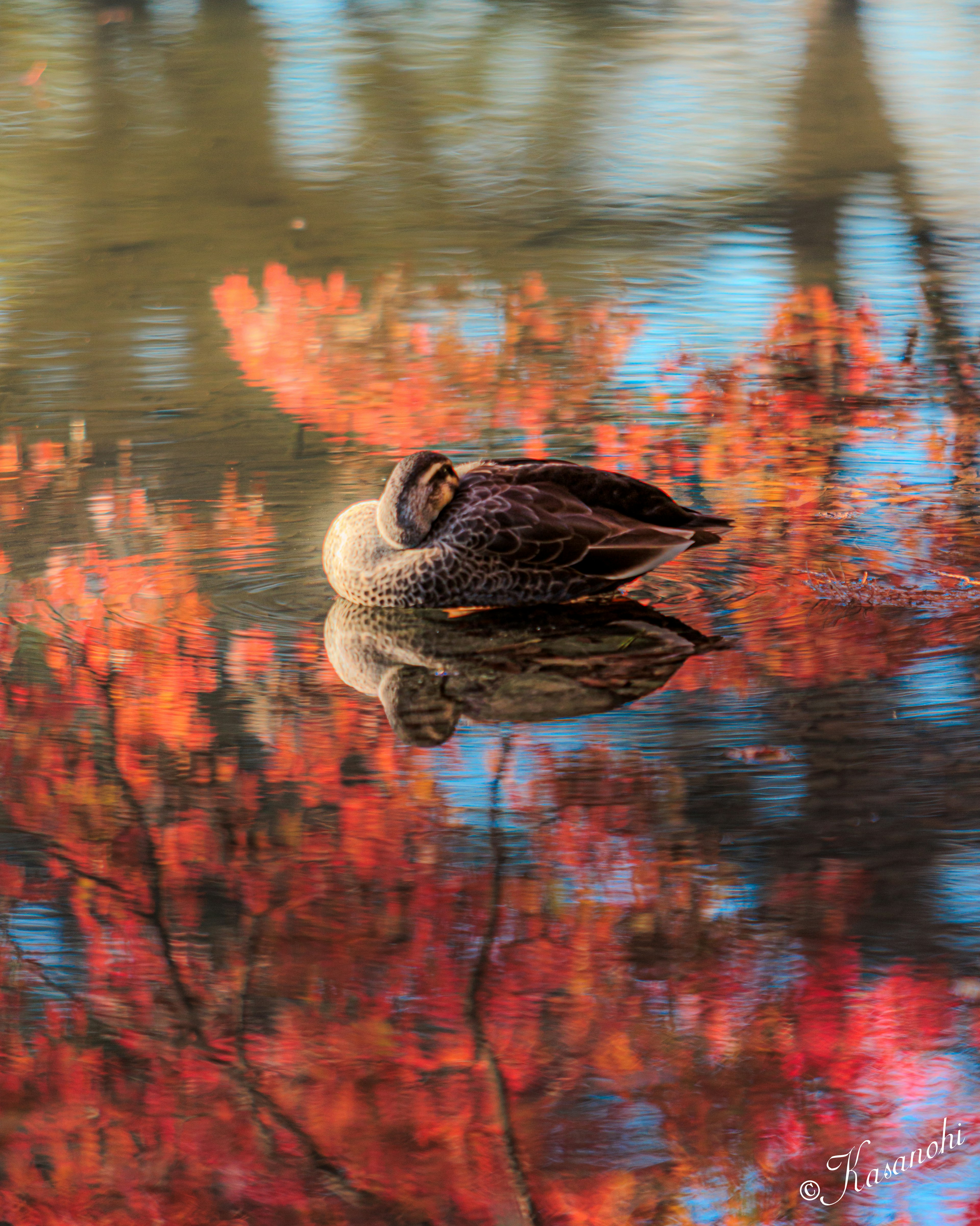 Ein schlafender Wasservogel, der auf einem Teich mit Herbstlaub reflektiert wird