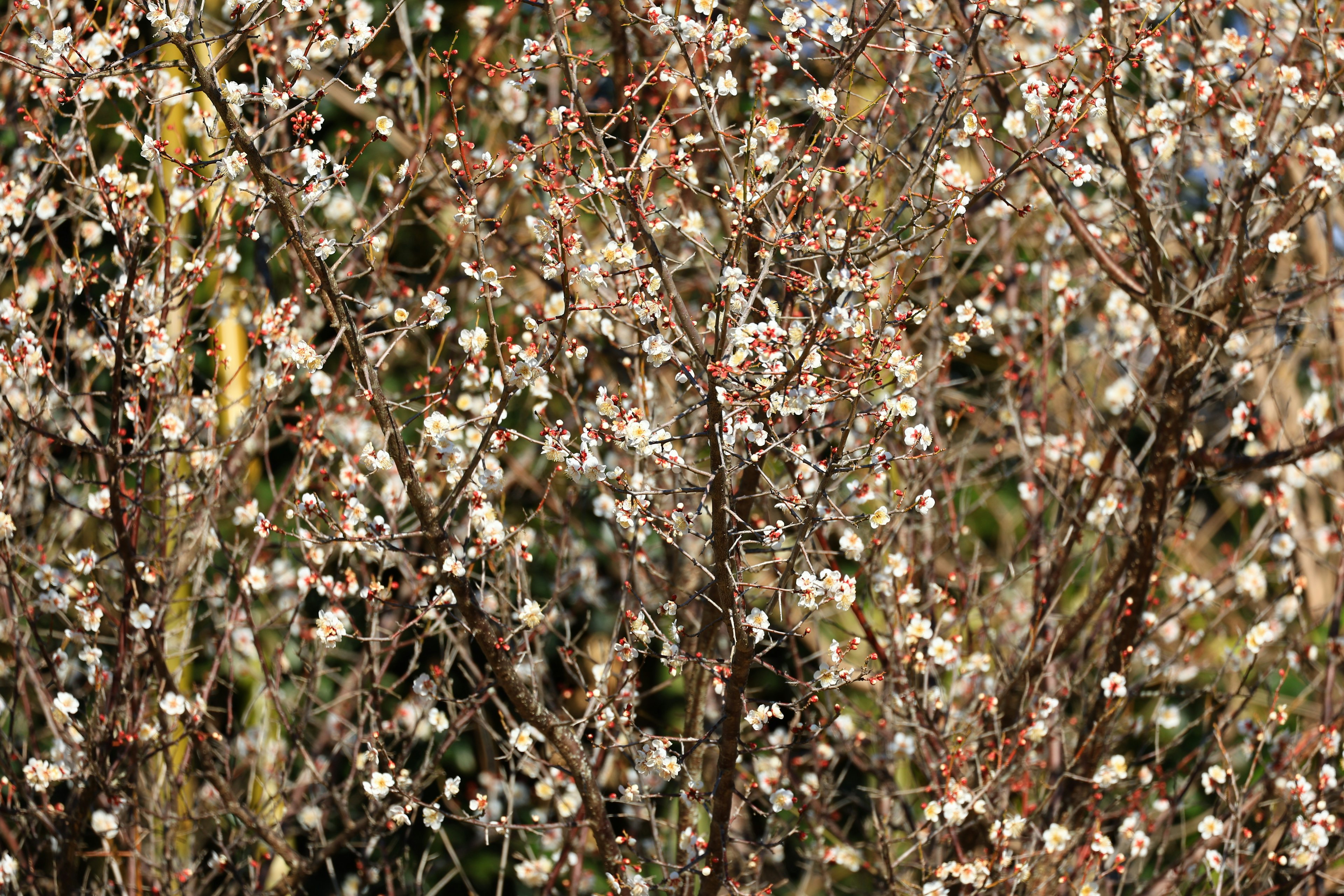 白い花が咲いた枝が密集している背景