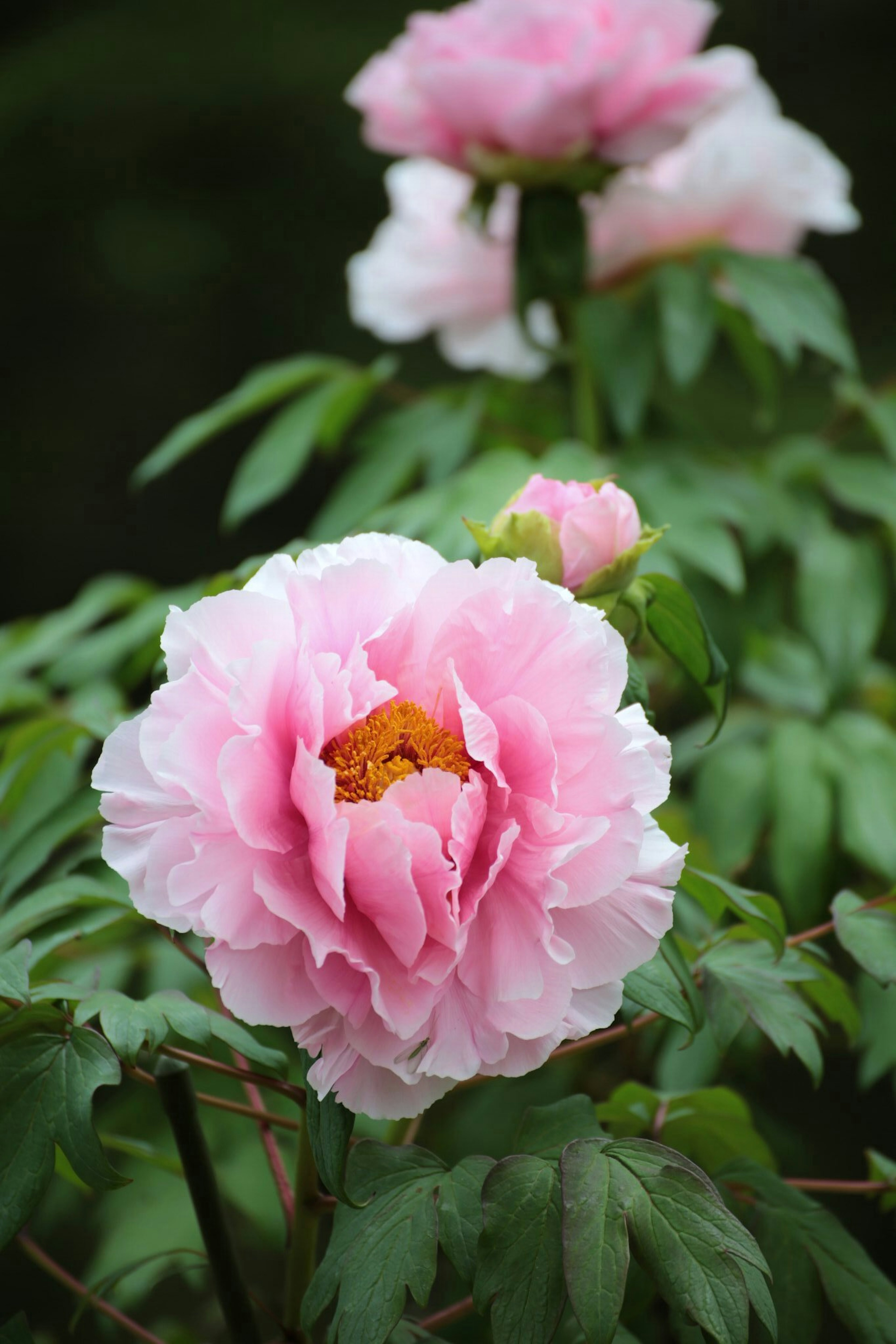 A peony flower with pink petals surrounded by green leaves