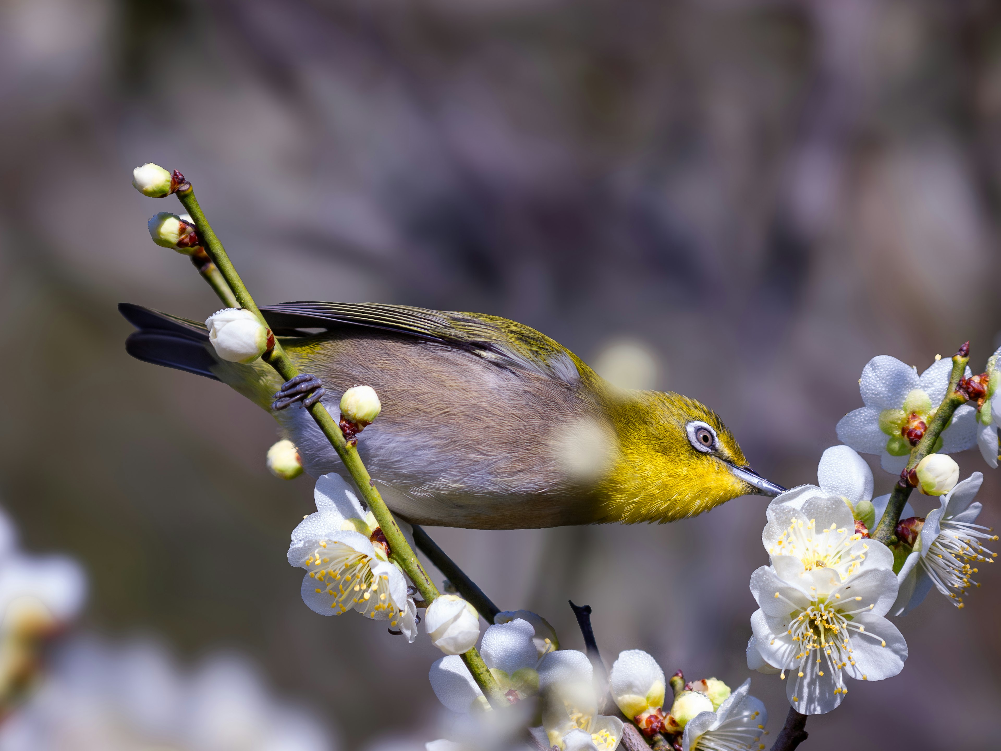 Pájaro amarillo posado sobre flores de ciruelo