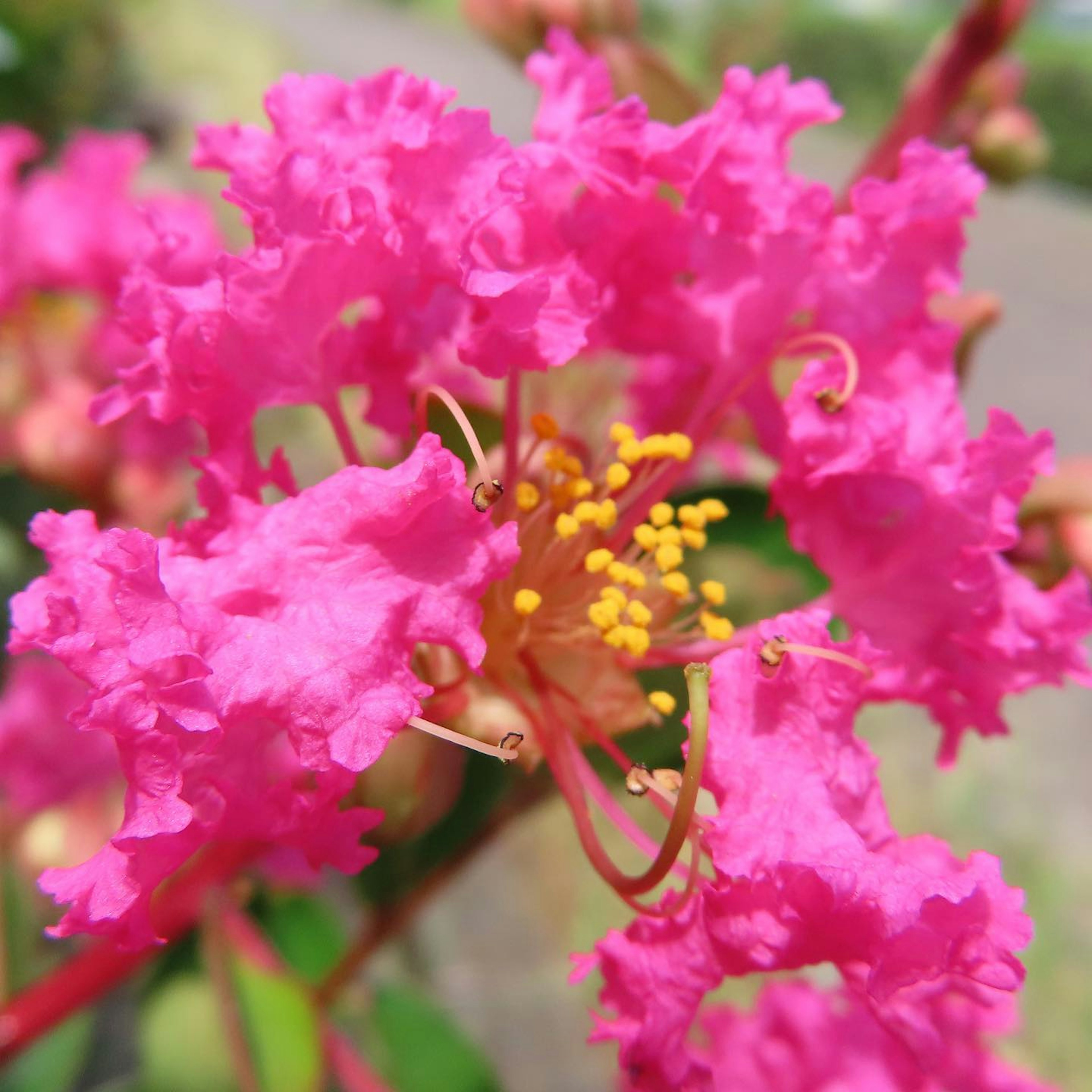 Acercamiento de una planta con pétalos rosas vibrantes y estambres amarillos