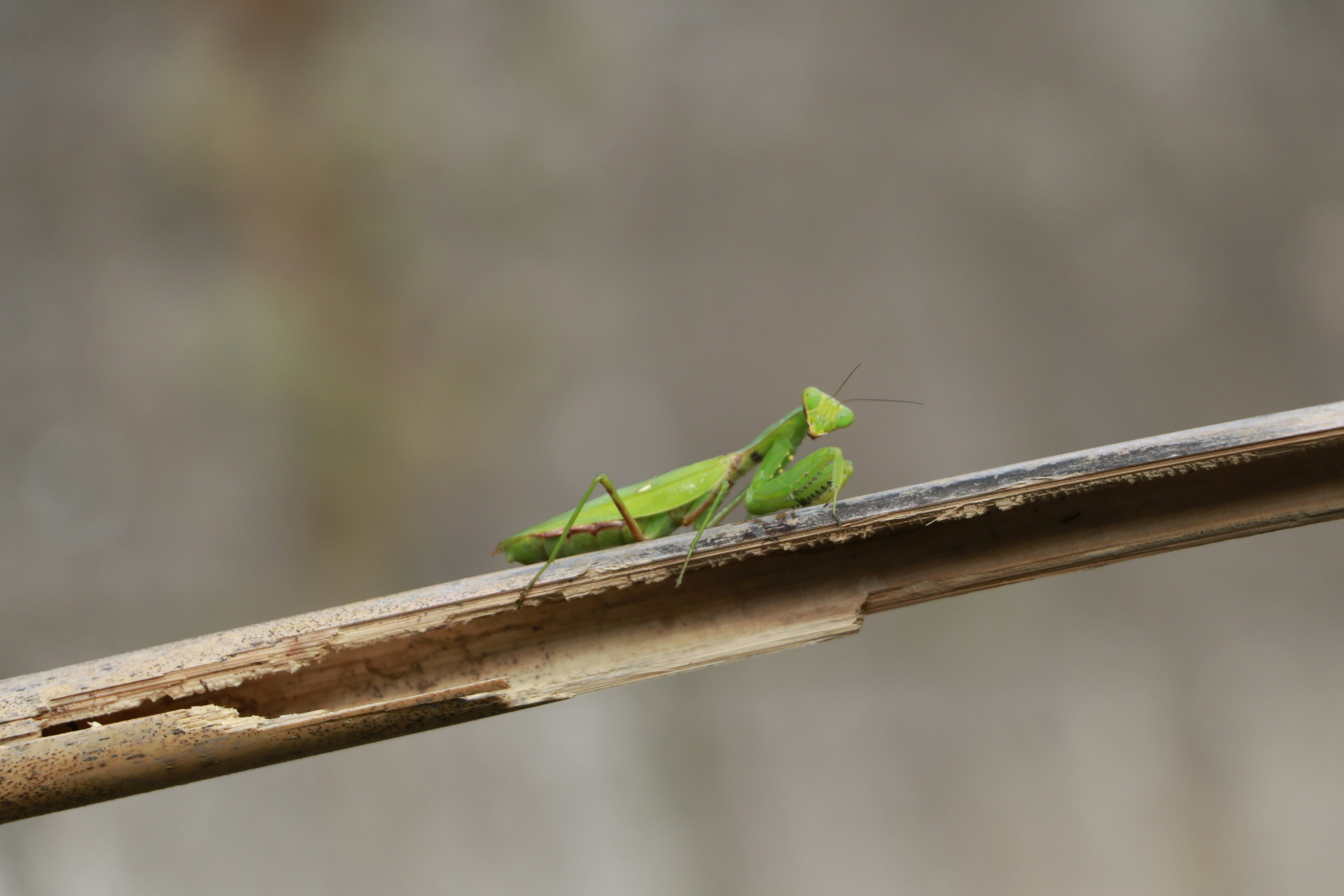 Un saltamontes verde sentado sobre una vara de madera