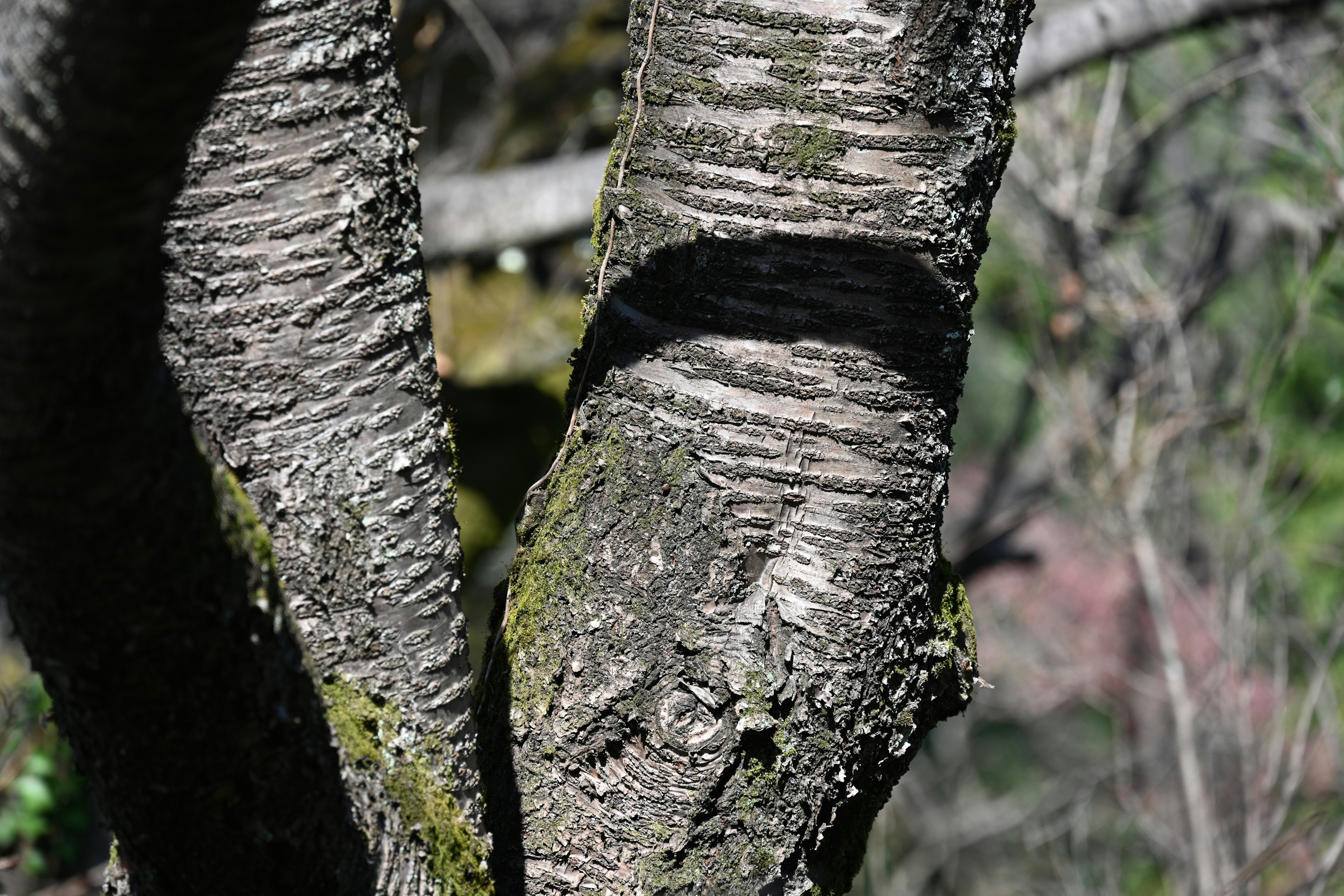 Detaillierte Textur und Schatten eines gegabelten Baumstamms