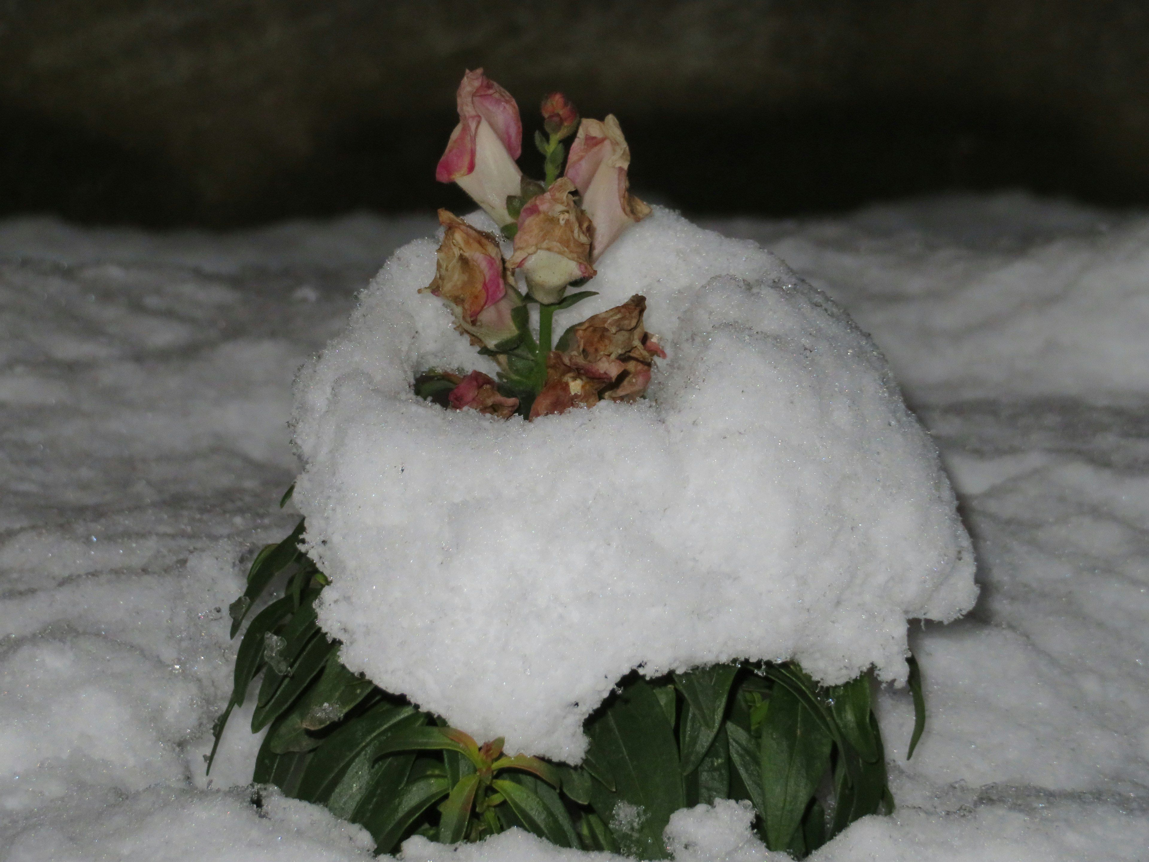 A flower plant covered in snow with pink blossoms