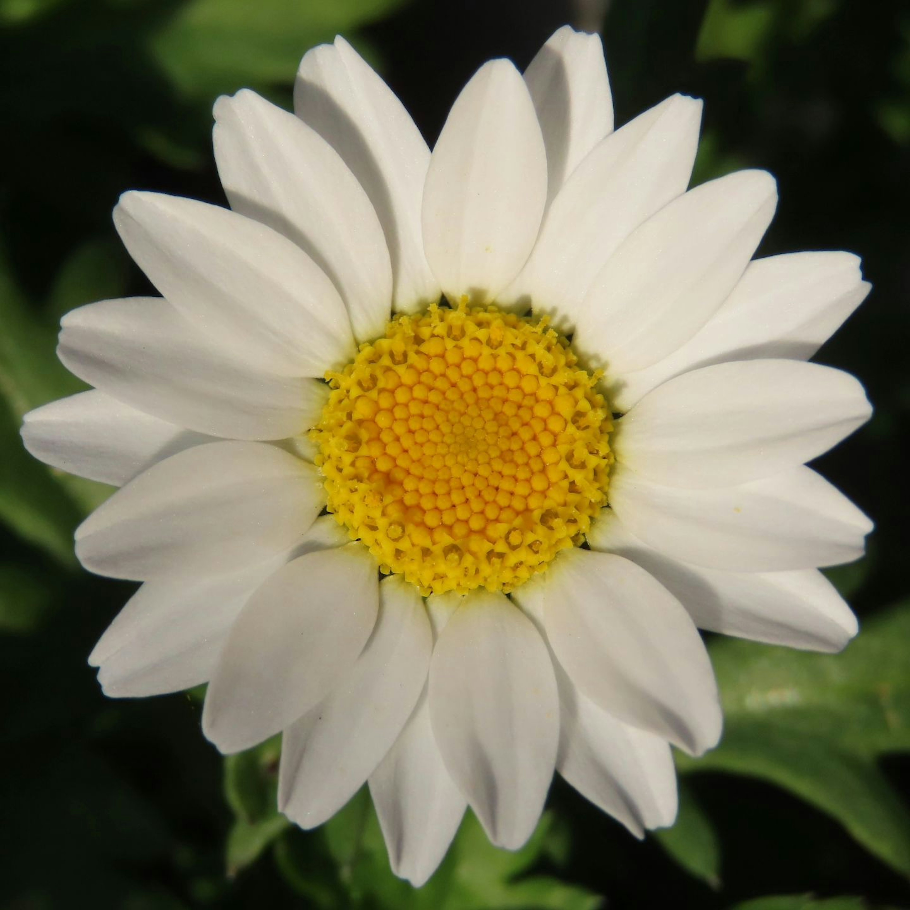 Fleur de marguerite avec des pétales blancs et un centre jaune