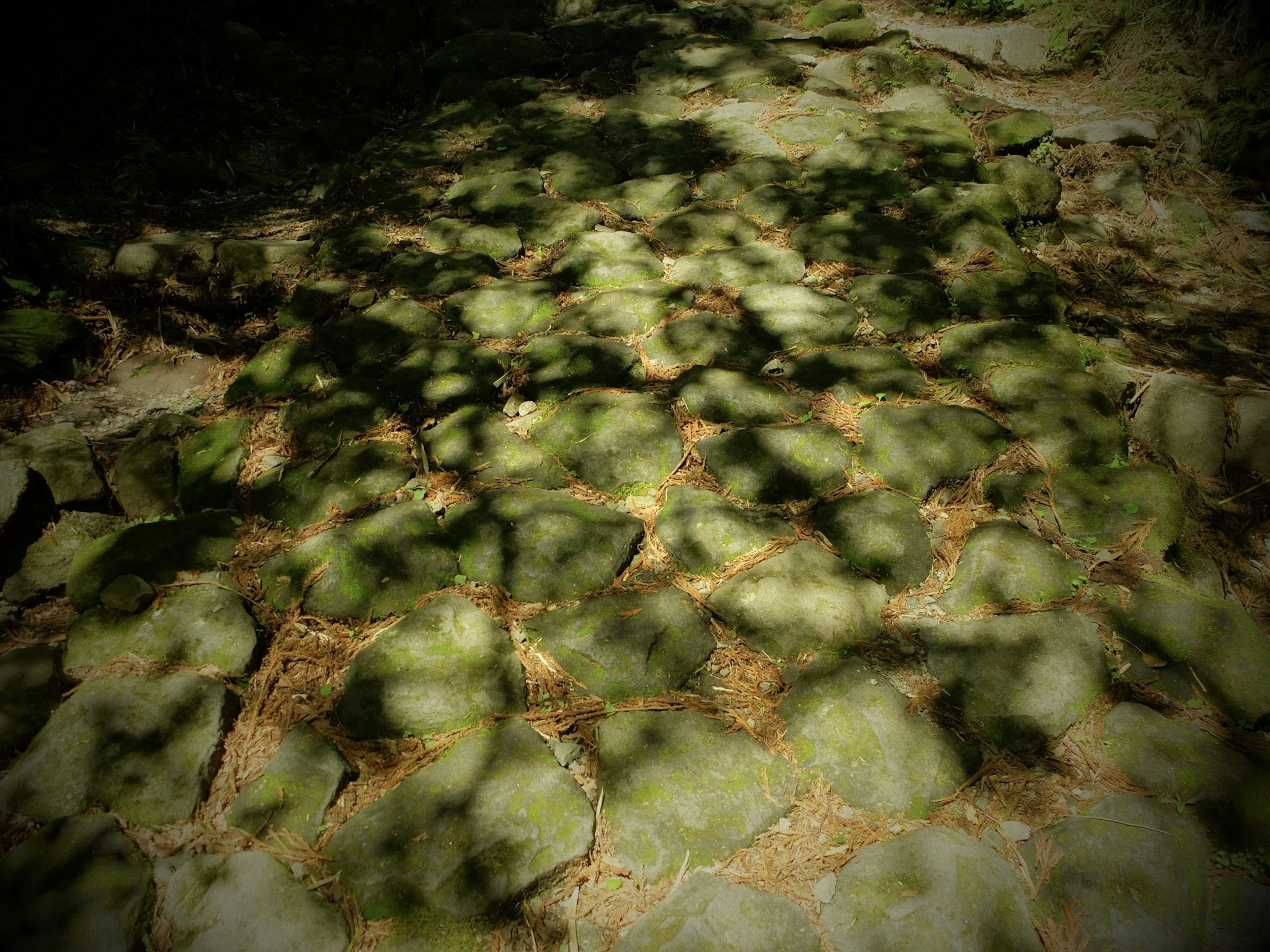 Piedras verdes en el suelo con sombras de árboles