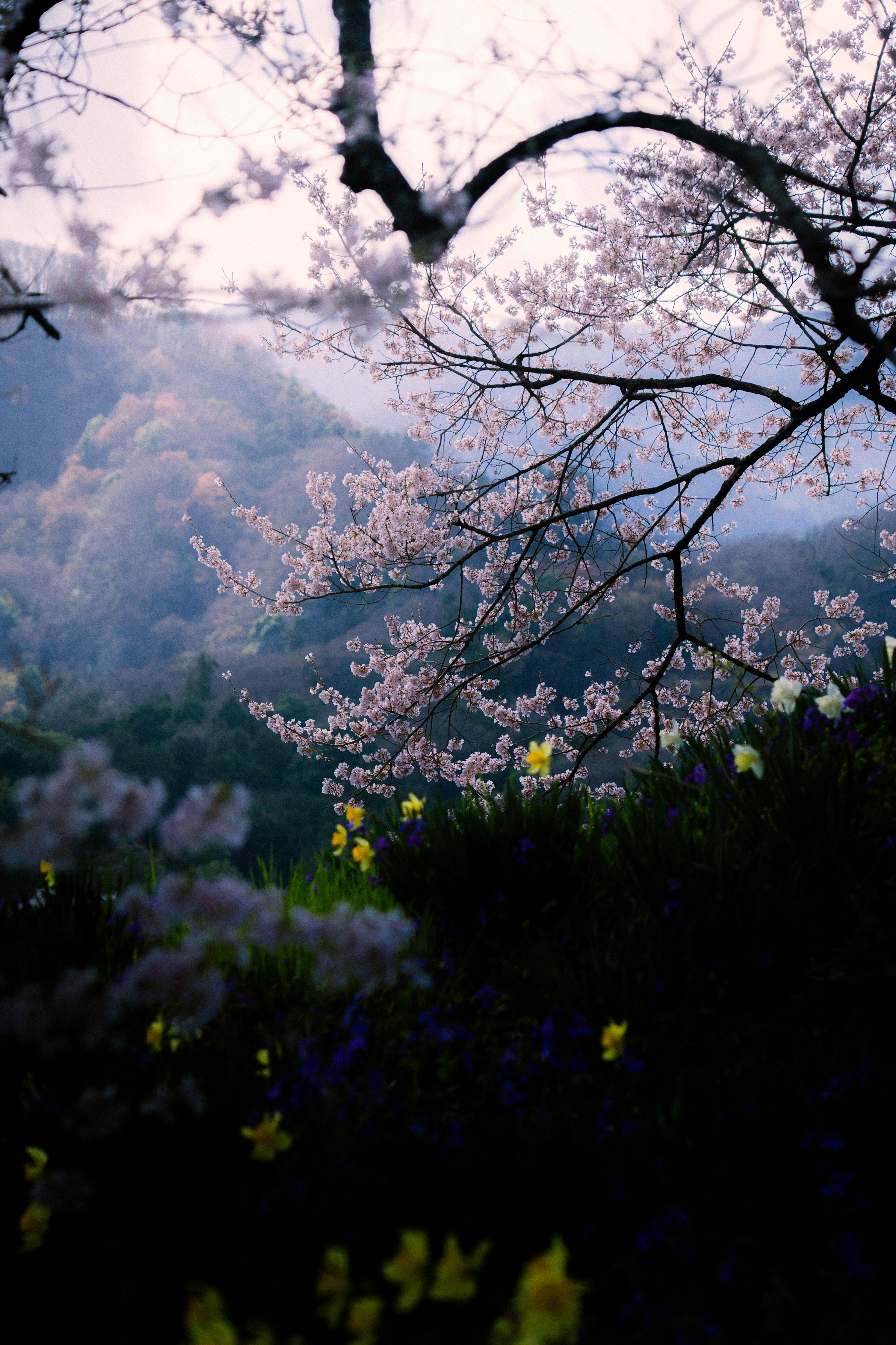 桜の花が咲く美しい風景の写真、柔らかい光に包まれた木々と色とりどりの花々