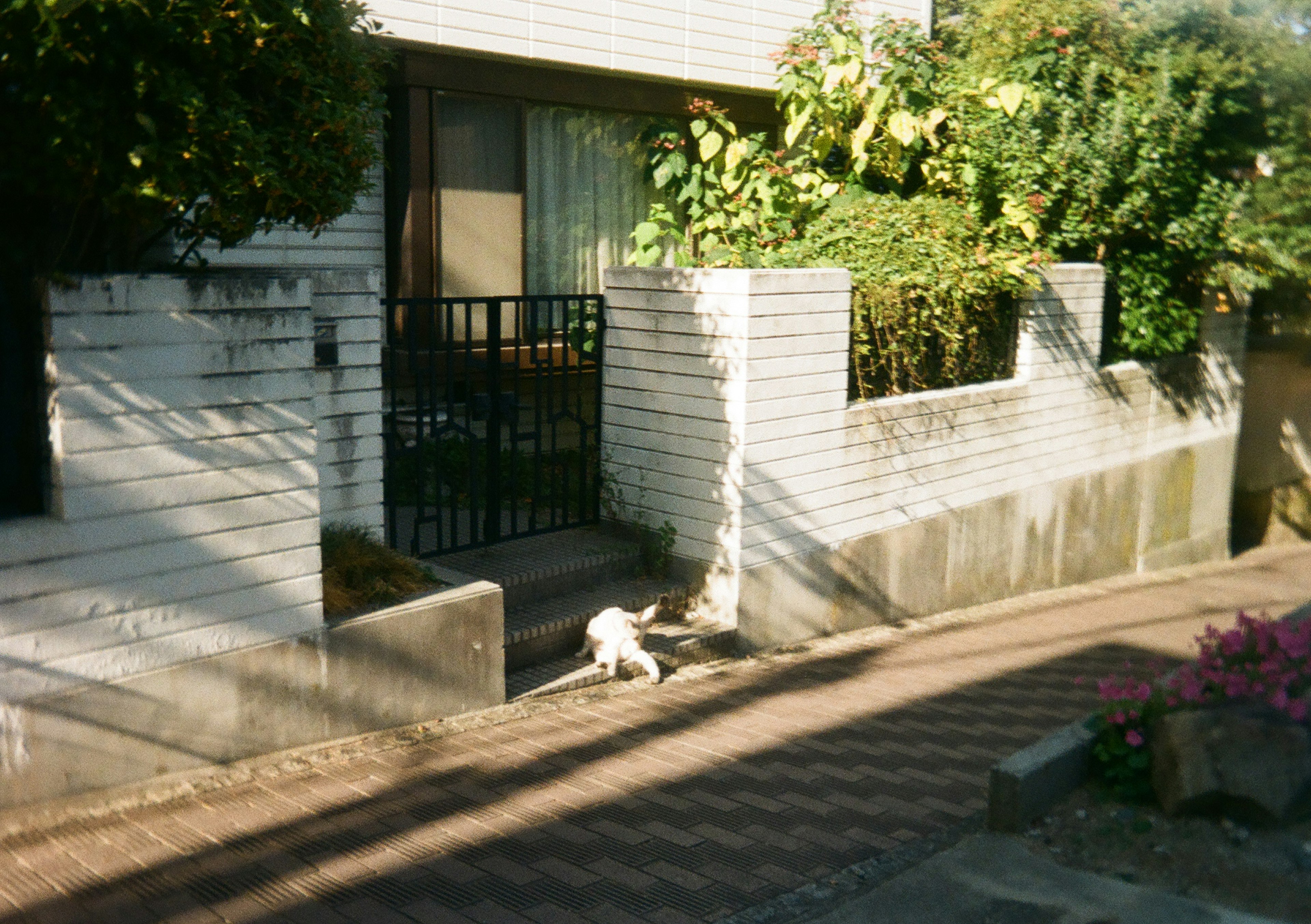 A white dog walking near a garden by a residential house