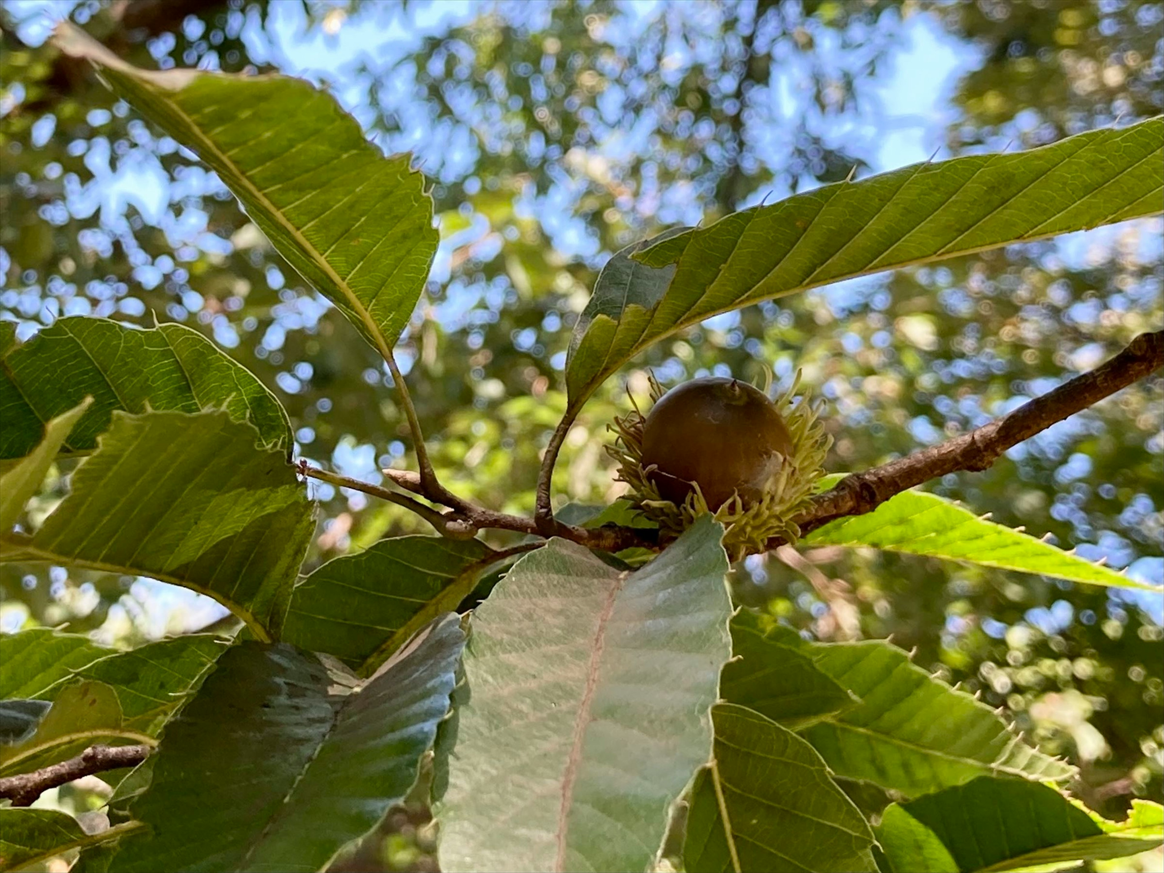 Feuilles vertes et une châtaigne sur une branche d'arbre