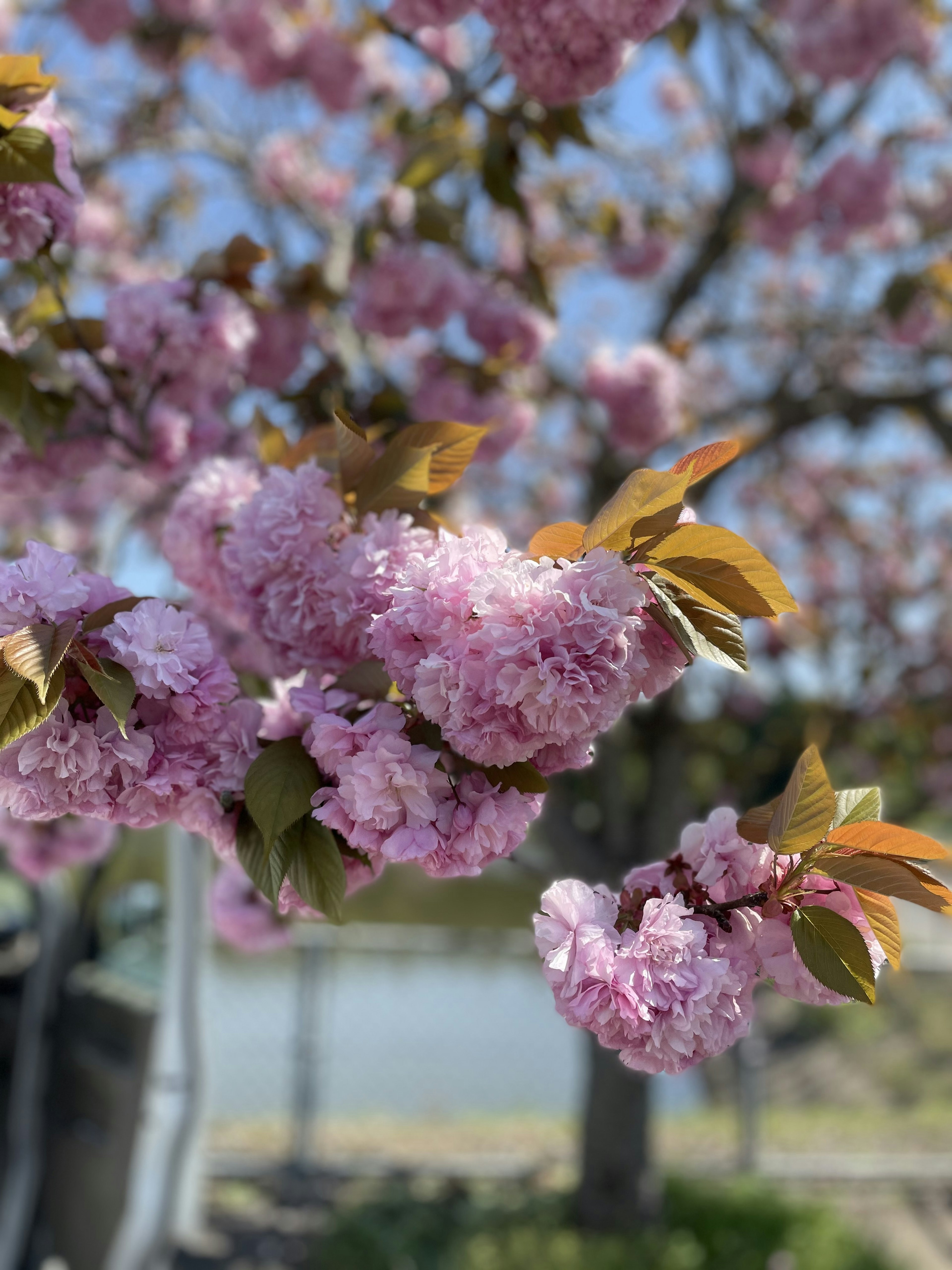 桜の花が咲いている美しい木の枝