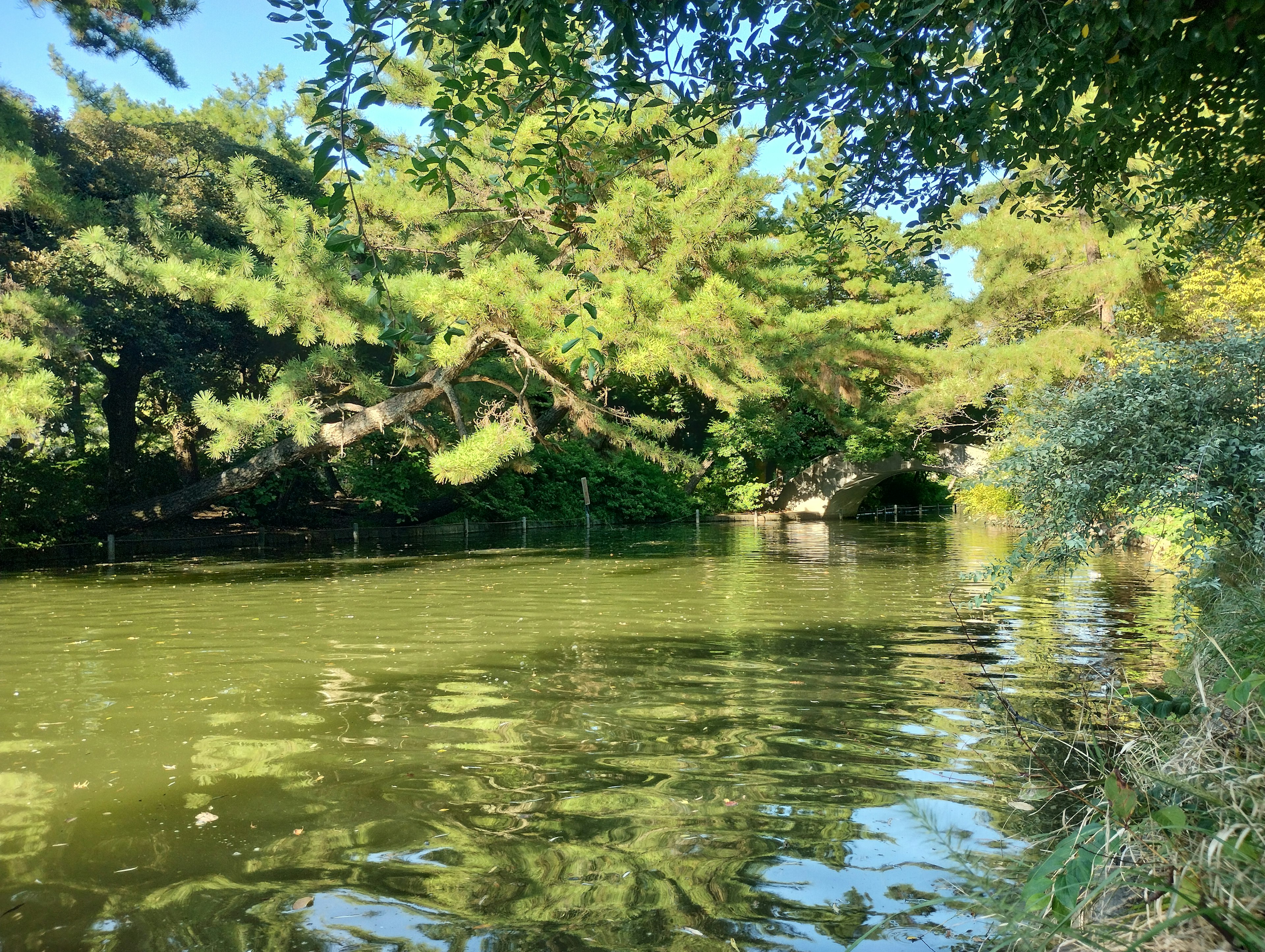 緑の木々に囲まれた静かな池の風景