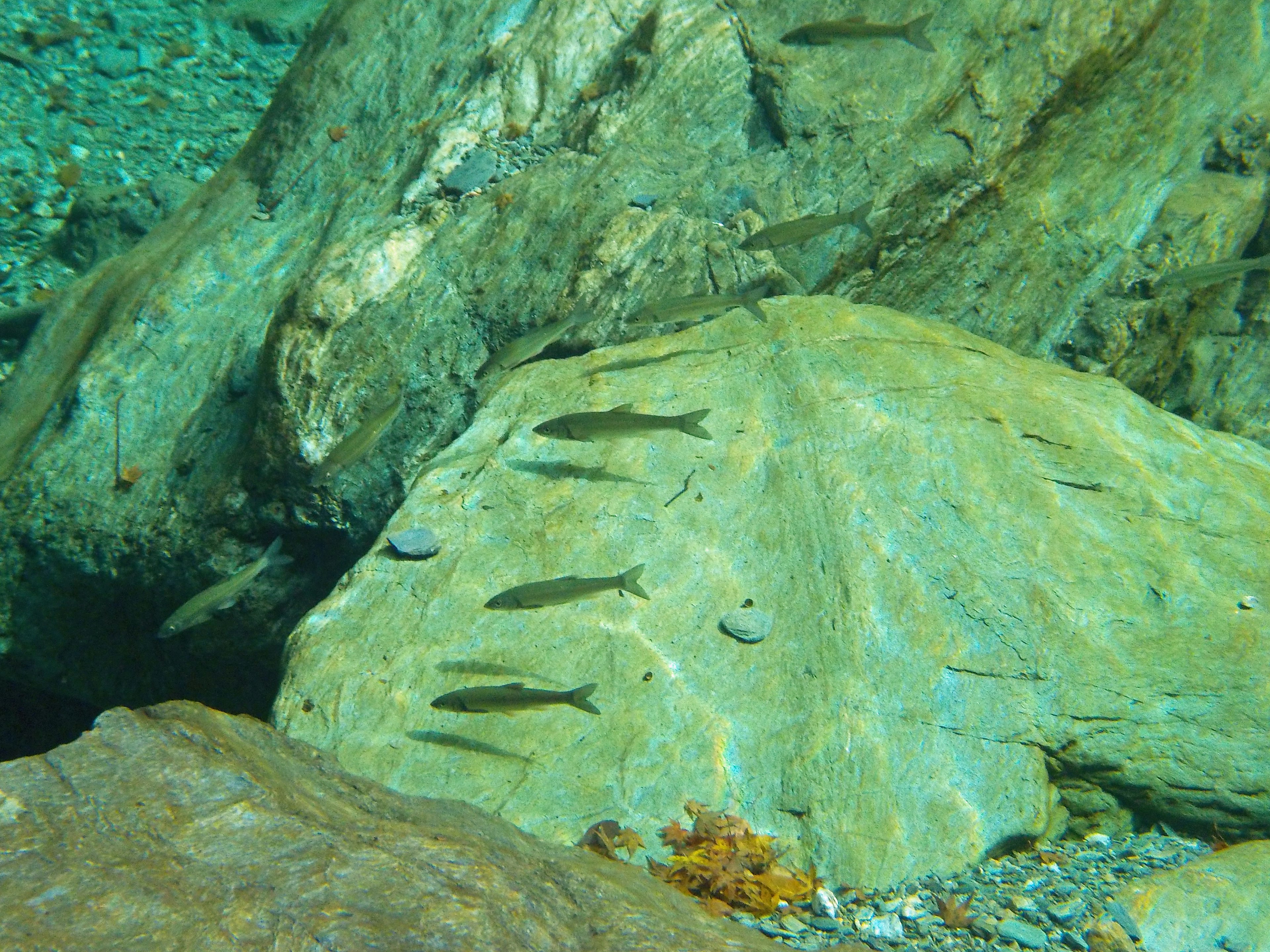 Banco de peces nadando sobre una roca en agua clara