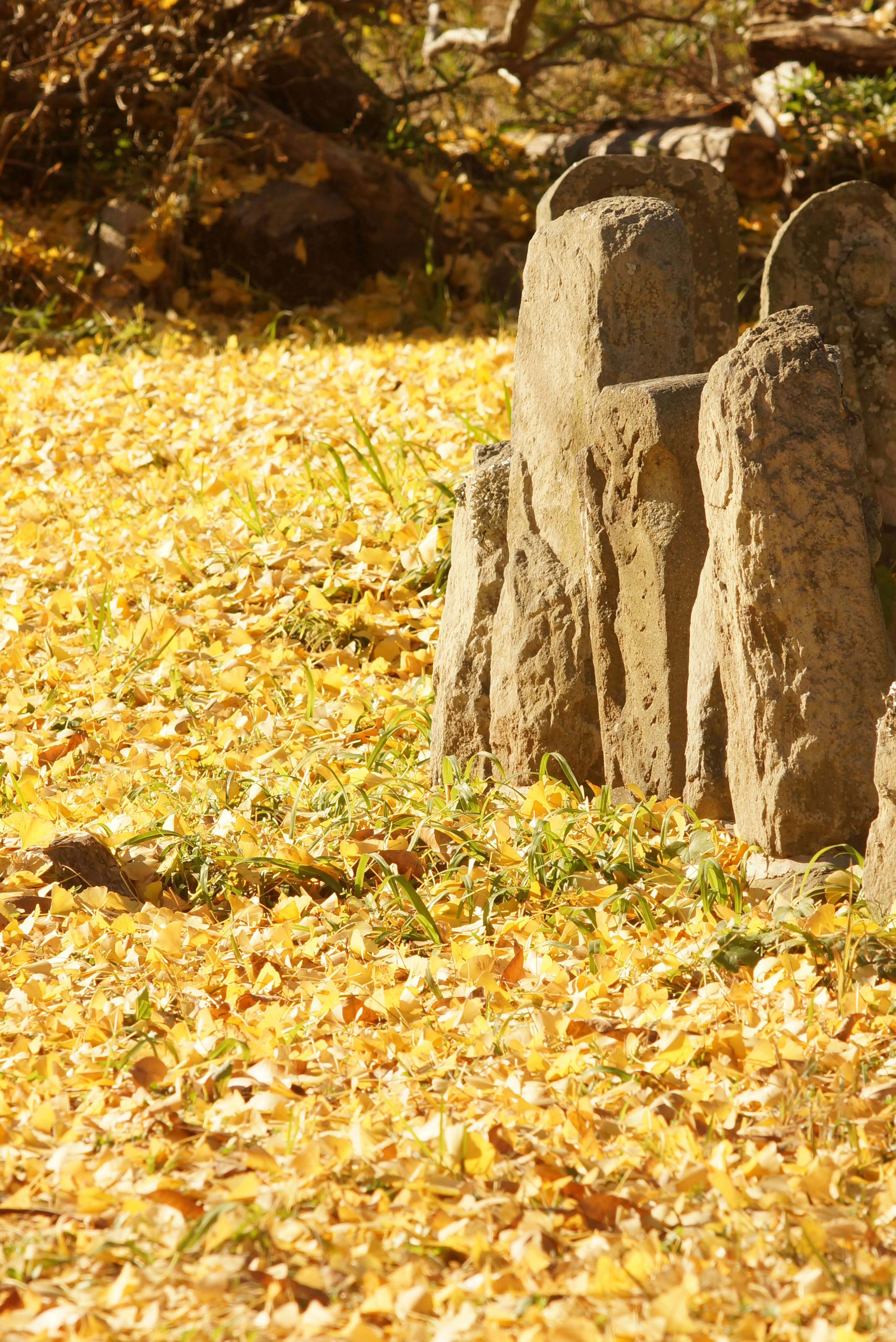 Paysage avec sol recouvert de feuilles jaunes et de rochers