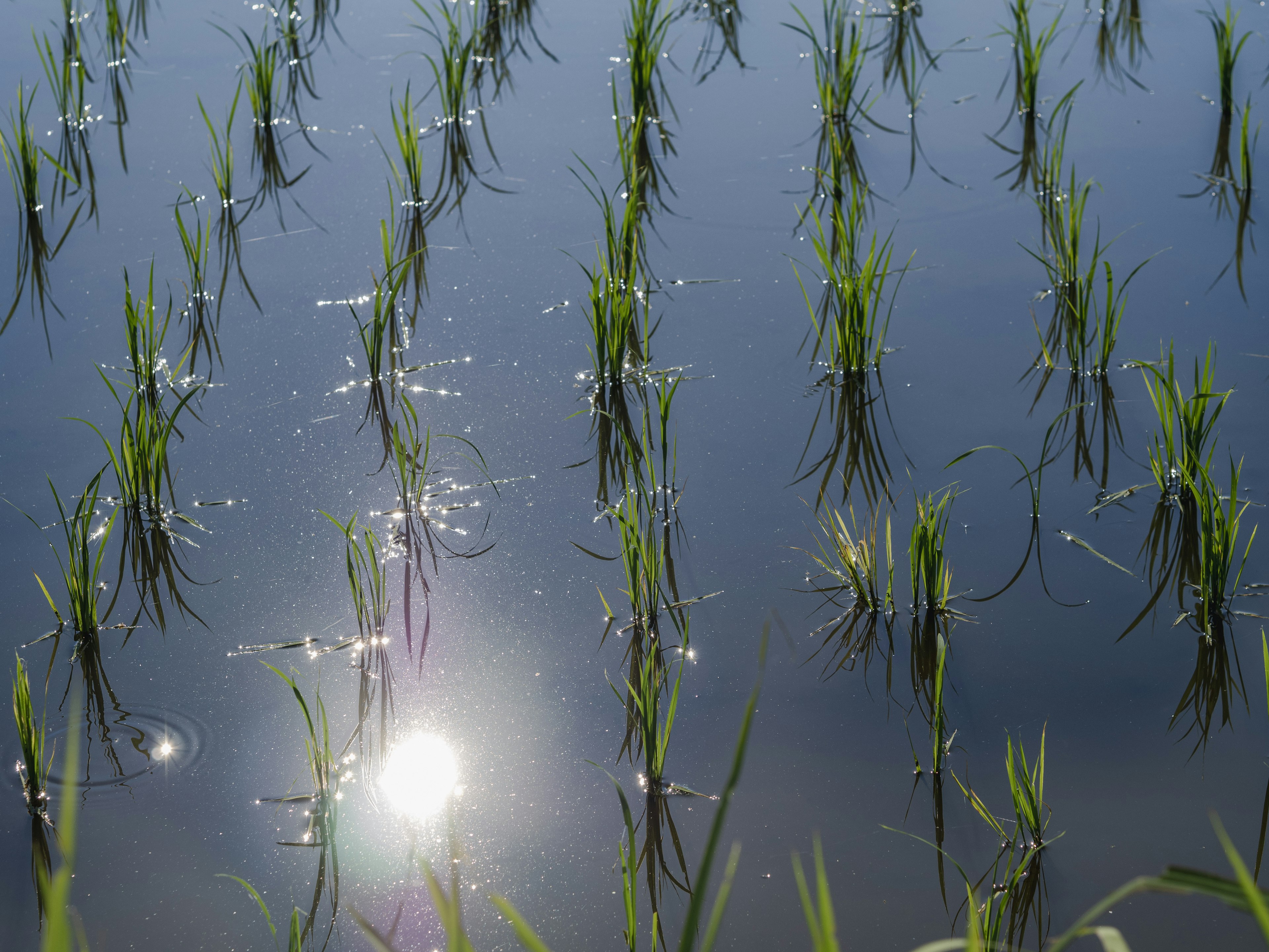 File di piante di riso che crescono in un campo allagato riflettendo la luce del sole sulla superficie dell'acqua