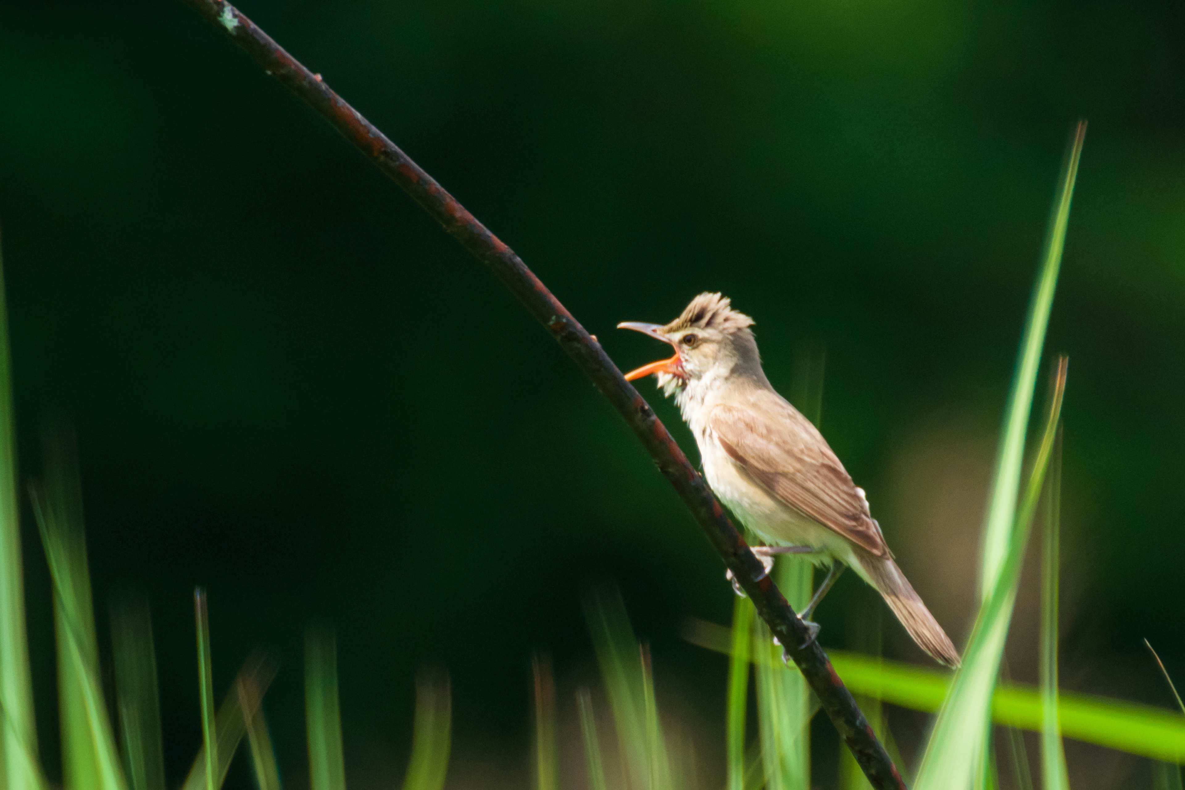 Ein kleiner Vogel sitzt auf einem Zweig zwischen grünem Gras