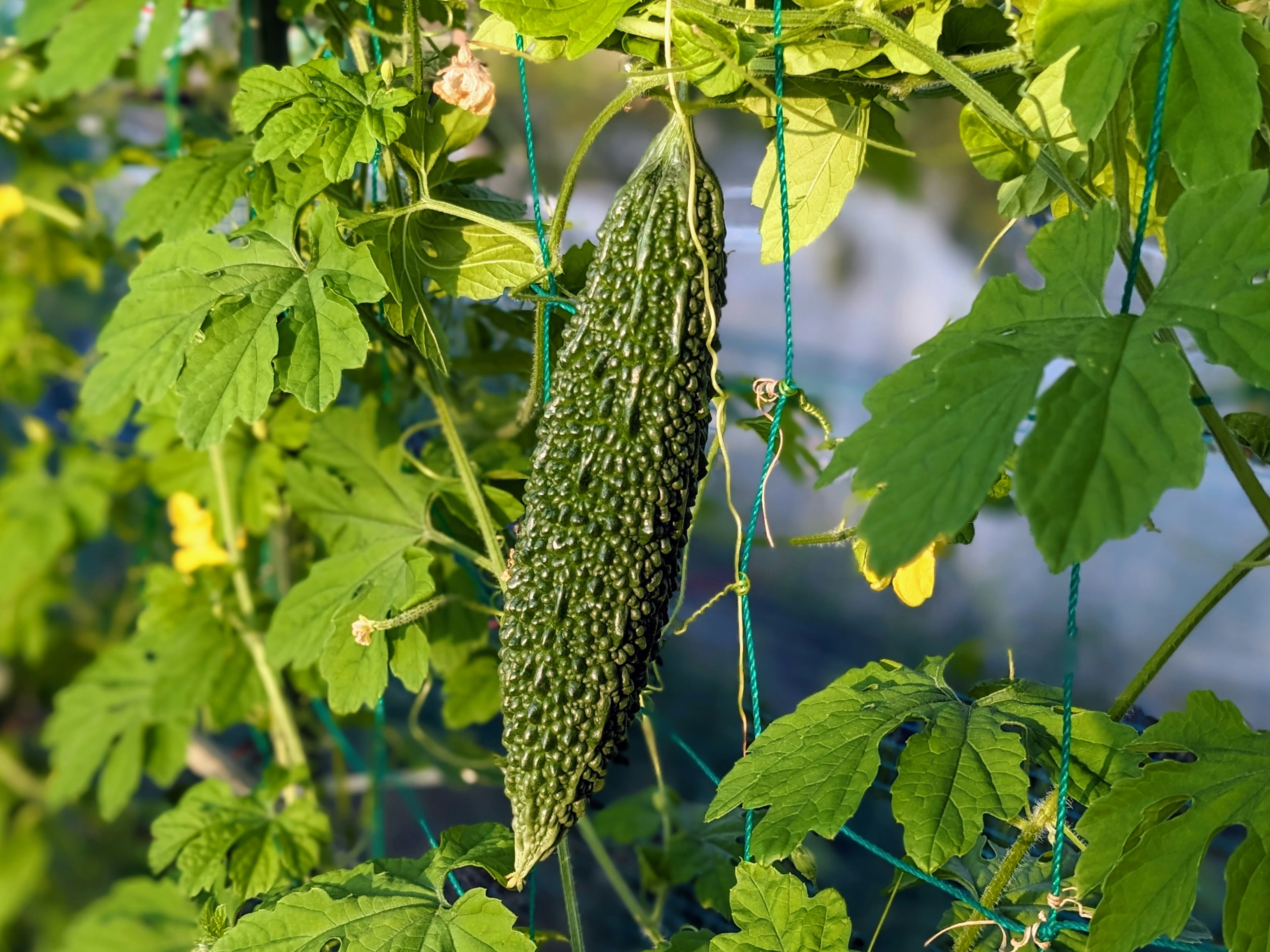 Melón amargo verde colgando entre hojas verdes exuberantes