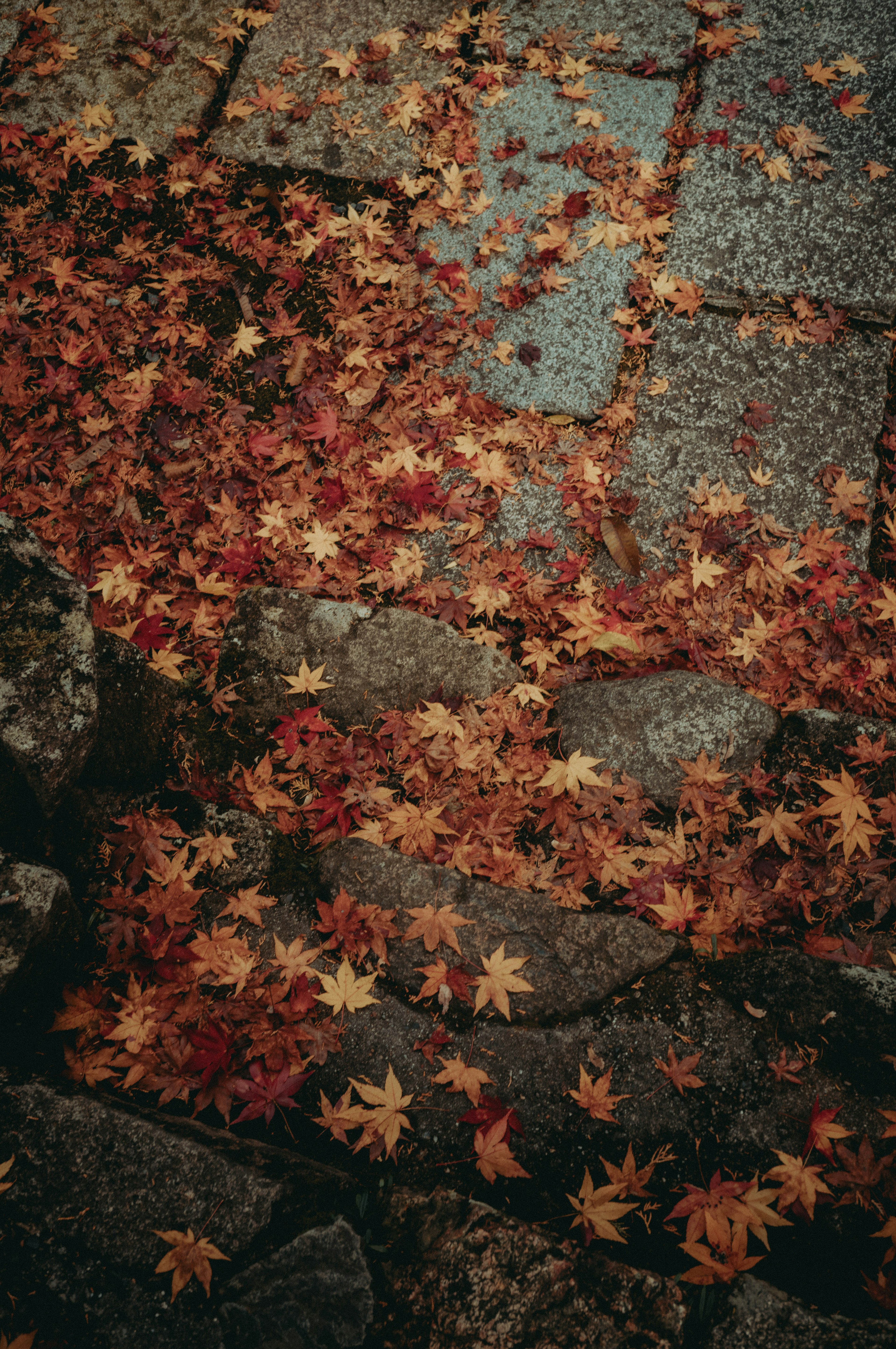 Feuilles d'érable rouges et oranges éparpillées sur un pavé en pierre