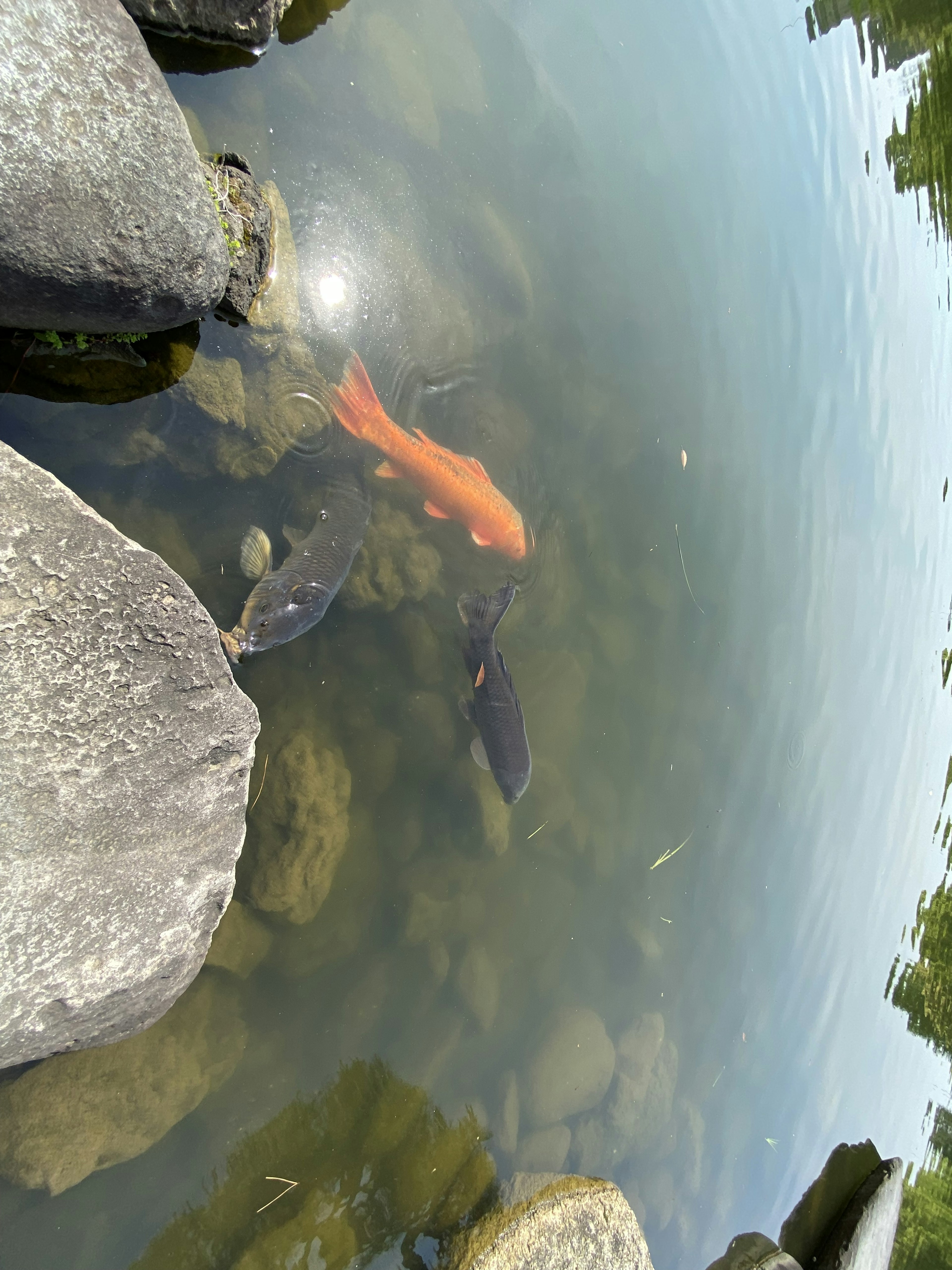 Peces koi nadando bajo el agua con colores naranja y negro rodeados de piedras