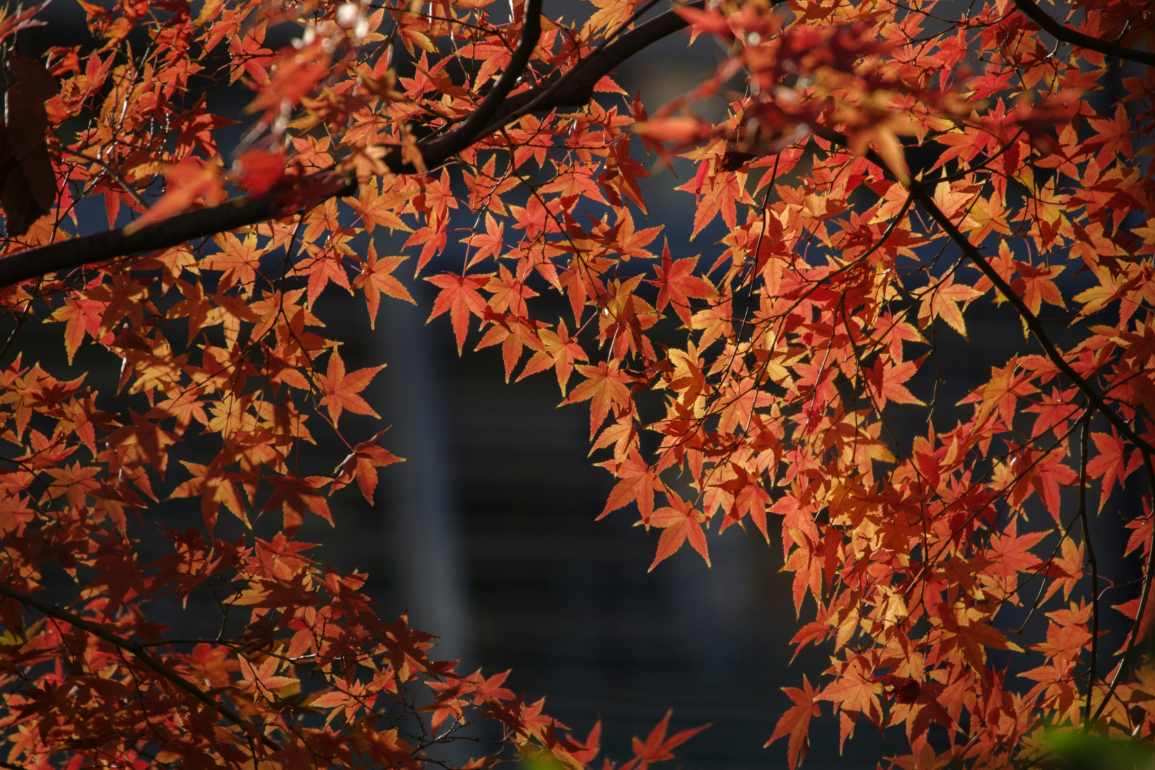 Vibrant red maple leaves with a blurred building in the background