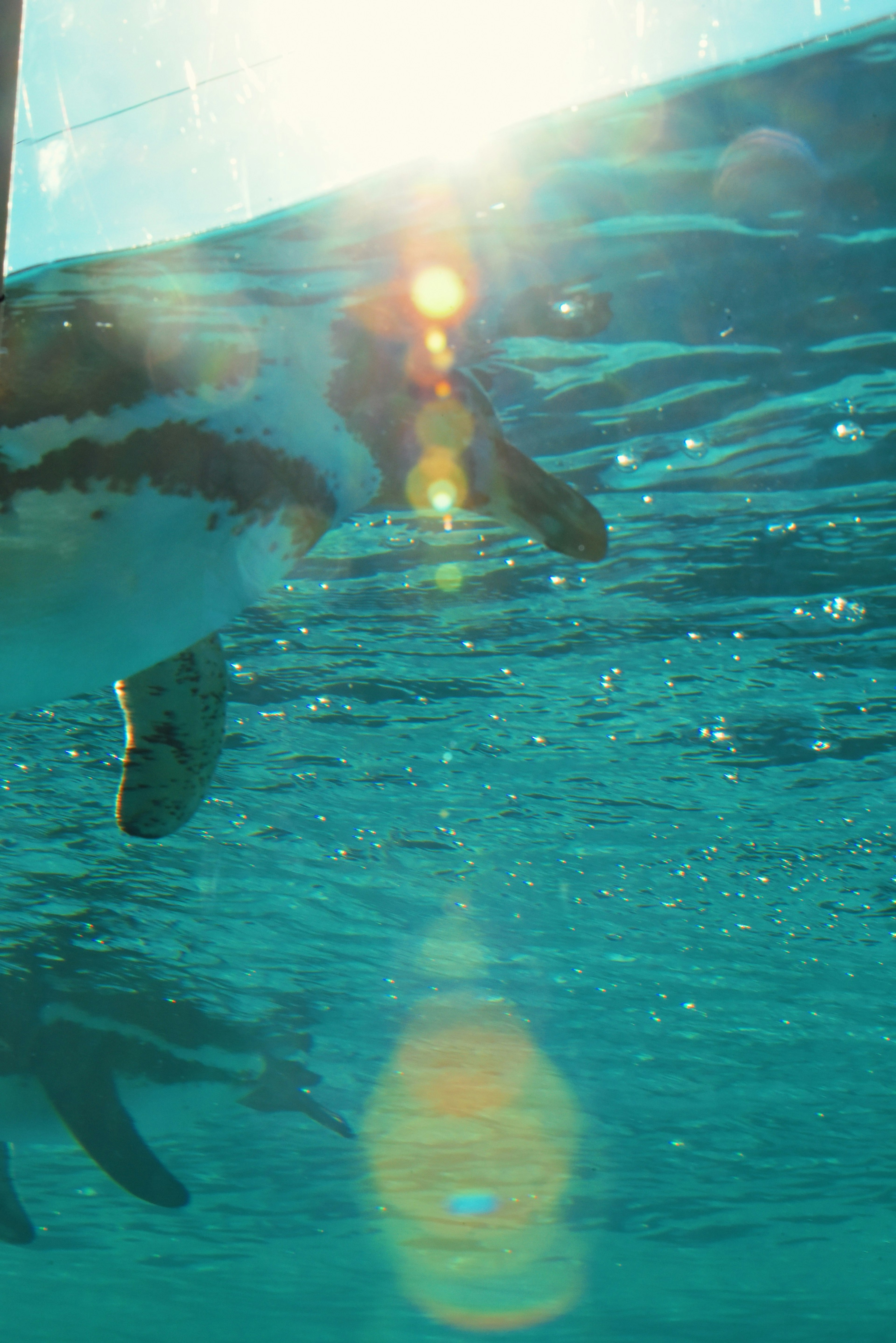 A penguin swimming underwater with sunlight reflections