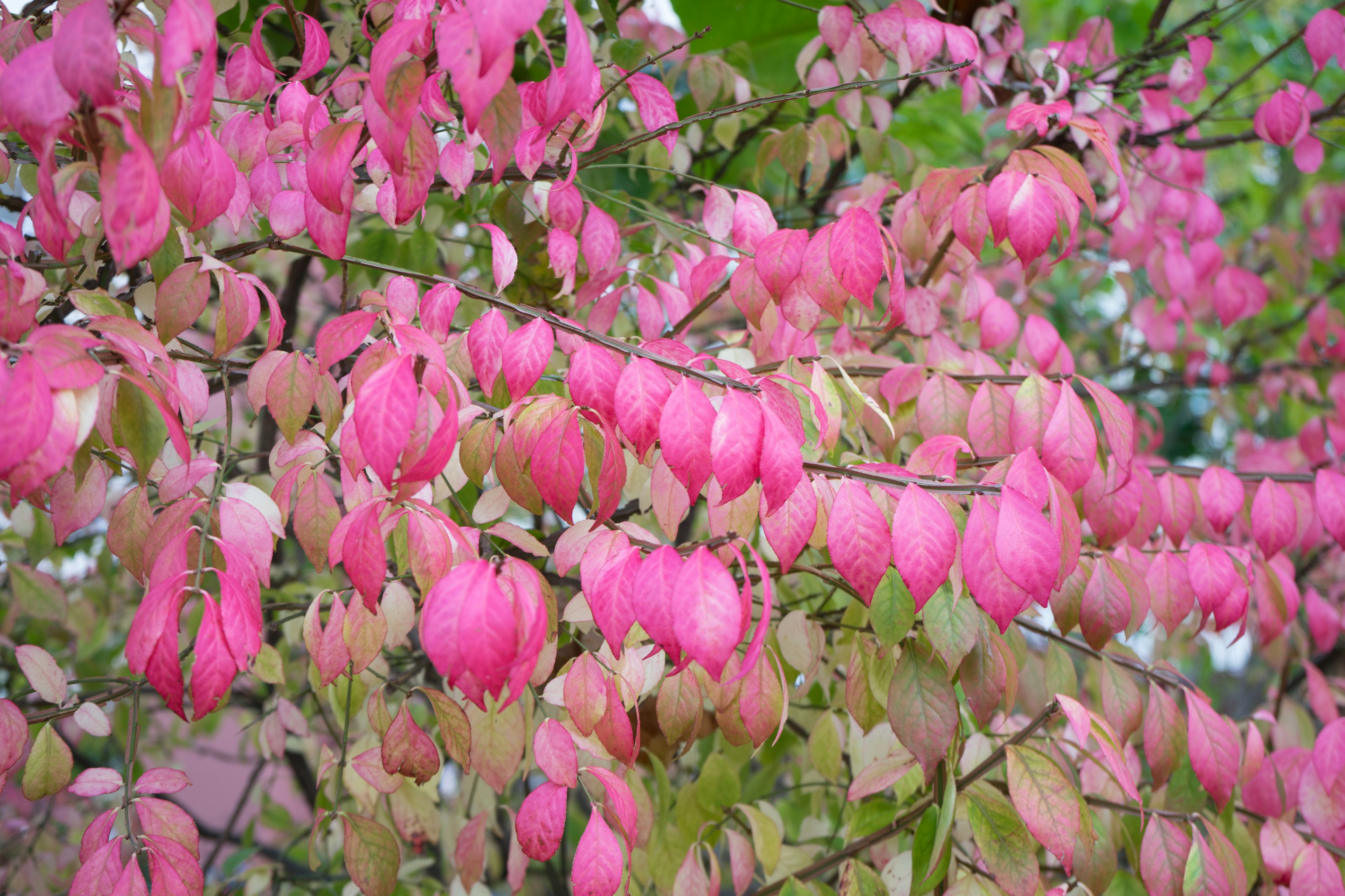 Nahaufnahme von Baumzweigen mit lebhaften rosa Blumen